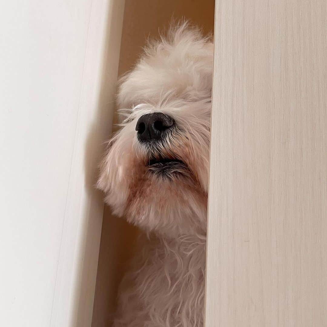セロリさんのインスタグラム写真 - (セロリInstagram)「【早くもジョンのニオイ】 お風呂へGO。 「室内犬」なのに「室外犬」のニオイがするいくら。 おまけは、いくらの顔にフェイスフィルターが反応した瞬間。 #maltese #マルチーズ #アレルギー #お風呂 #ドライヤー嫌い #ジョンのニオイ」11月20日 19時05分 - celeryrabbit