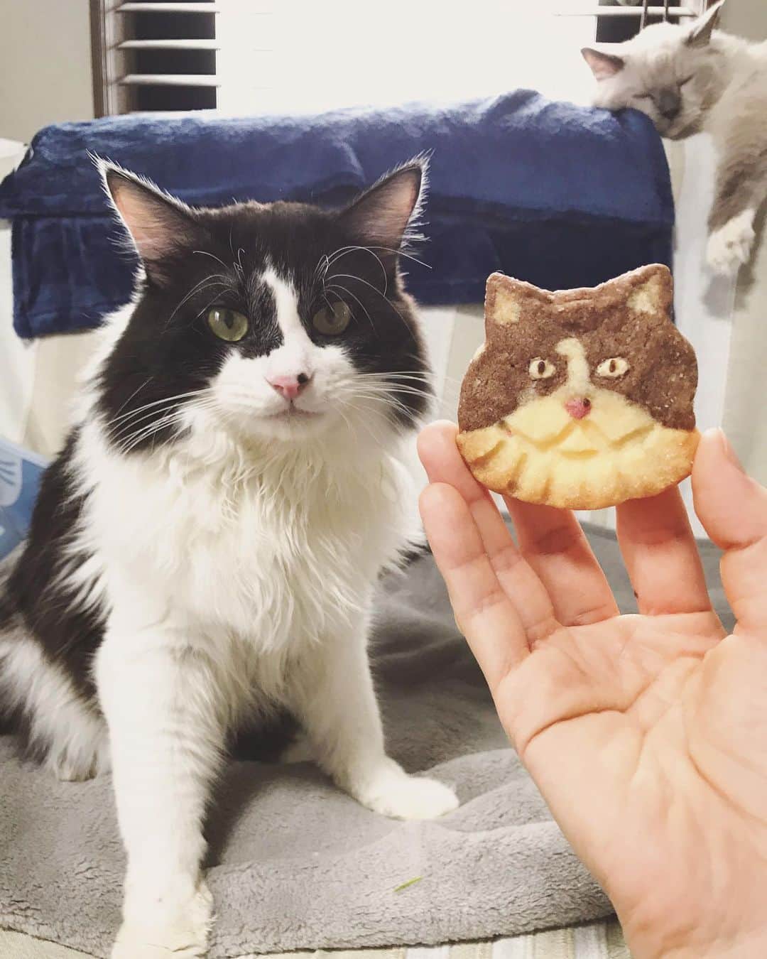 もじゃころのインスタグラム：「今日改めて残り生地でばんどぅ🐶クッキー作りました🍪（3回目）  2枚目が焼く前の状態なんですが、これがなかなか私的には上出来で、かなり期待してオーブンに投入😼 最高傑作の予感しかなくて出来上がりを待ちきれず、チラッとオーブンの中をのぞいたら…  ばんどぅの顔がパンパンに膨れ上がっている…😱おたふく風邪になったのか、オーブンの中でイッヌ🐶からクッマ🐻に進化を遂げたのか、よくわかんないけど、私はショックでオーブンを閉じた。  上手くできたと思ったのに😭 家に持ち帰ってばんどぅと記念撮影したらまあ意外とばんどぅだったのでまた次回リベンジしたいと思います💪💪💪  てか改めて過去作見返してみたらとんでもない事故だった🤣🤣🤣←最後のpic  上手く焼けずに落ち込んでたけど過去pic見て吹っ飛んだ🤣ここまで上達した自分を褒めてやりたい😂👏👏   あ、どなたか3Dプリンター持っててクッキー型作れるよって方いらっしゃったらぜひお願いしたいので教えてください🙏🙏🙏  #坂東玉隠しシャシャ丸  #cafe9456  #手作りクッキー  #猫モチーフ  #🍪」