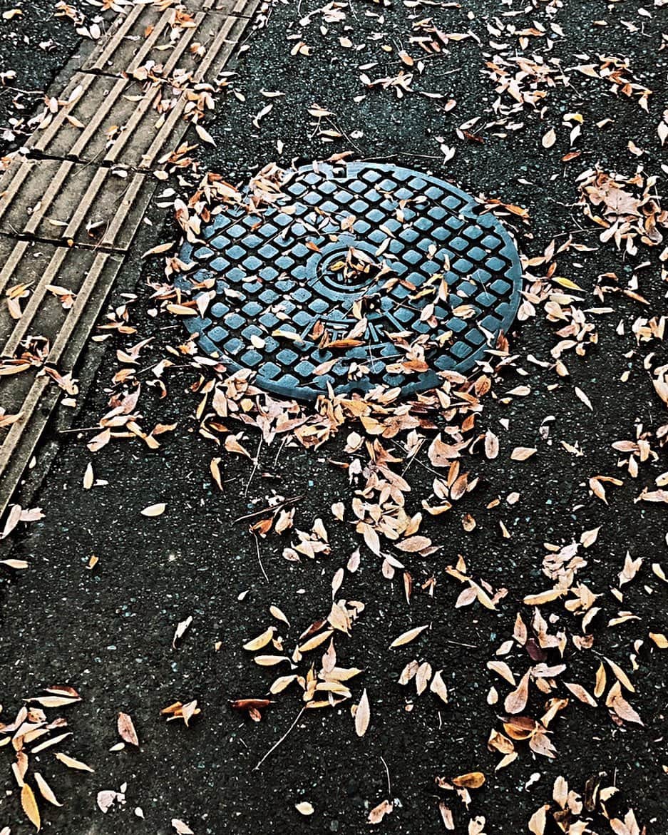 Kumaのインスタグラム：「Have a nice weekend 🍂 #shotoniphone」