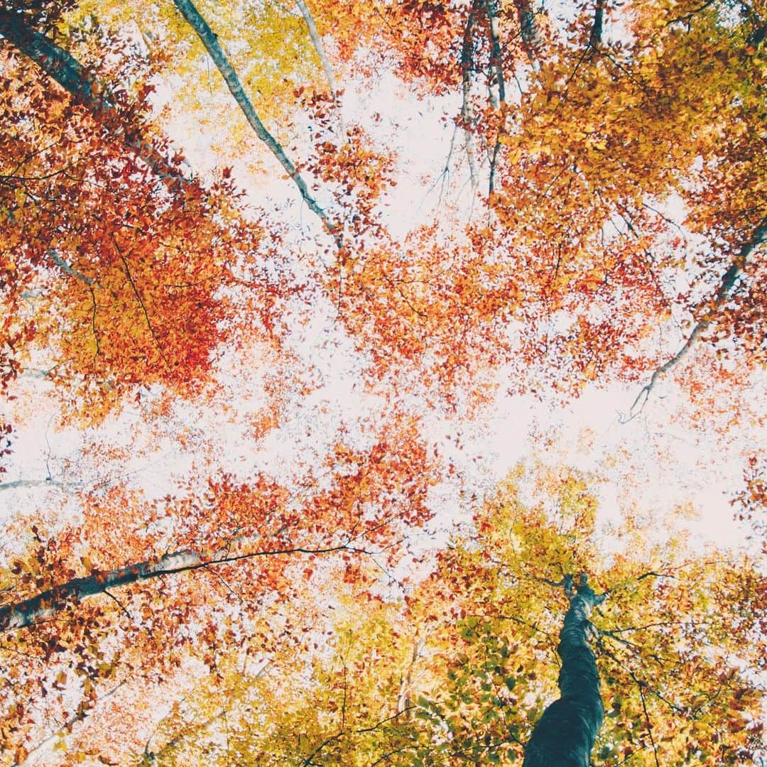yukiさんのインスタグラム写真 - (yukiInstagram)「・ ・ ・ Beautiful autumn days ・ ・ ・ ◉sty830 base shop◉ https://sty830.base.shop/ ・ ・ ・ #新潟　#美人林」11月20日 19時31分 - sty830
