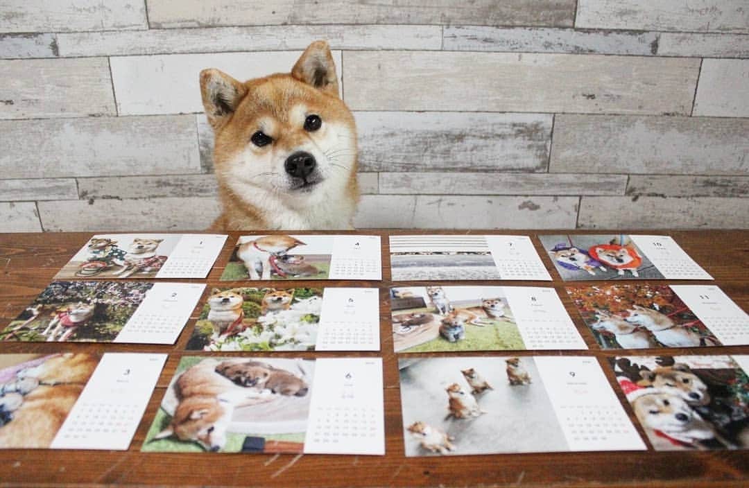 柴犬たま Shibainu Tamaさんのインスタグラム写真 - (柴犬たま Shibainu TamaInstagram)「2021年のカレンダーが完成しました💡﻿ 今年もInstagram＆Twitterで受注販売致します🐶🎵﻿ ﻿ おしゅし誕生という事で写真がいっぱいになったので、今年は2種類作ってみました😅コロナの影響で外出が少なく季節感の薄いラインナップになりましたが💦その分、家族愛に満ち溢れたカレンダーになったんじゃないかと思います😚💓﻿ ﻿ そして、ポストカードも新たに5種類作ってみました👍﻿ カレンダーにお付け出来ますので、よければご一緒にどうぞ🎵(※ポストカードAセット＆Bセットは既存の物ですので重複購入にご注文ください⚠また、新作のCセットはAセット＆Bセットと印刷会社が違い仕様が異なりますので、予めご了承ください🙇)﻿ ﻿ 複数個＆ポストカード単品のみのご注文もOKで〜す👌﻿ ﻿ ﻿ 🍀2021年卓上カレンダー(たまファミリーver.)﻿ 700円(1セット/送料込)﻿ 🍀2021年卓上カレンダー(おしゅし兄弟ver.)﻿ 700円(1セット/送料込)﻿ 🍀ポストカードAセット 200円(5枚+α/送料込)﻿ 🍀ポストカードBセット 200円(9枚+α/送料込)﻿ 🍀ポストカードCセット 200円(5枚+α/送料込)﻿ ﻿ お支払い方法は下記を予定しております💡﻿ ✯銀行振込(ゆうちょ銀行)﻿ ✯Amazonギフト券(Eメールタイプ)﻿ ✯PayPay送金﻿ ﻿ ご注文の際はコメントではなく、メッセージに直接ご連絡して頂けますと幸いです🙇その他、お問い合わせ等お気軽にどうぞ😊﻿ ﻿ ⚠注意⚠﻿ ご注文を承けてからの発注となりますので、2~3週間程お時間を頂く場合がございます。なお、海外発送は対応しておりませんので、予めご了承ください。﻿ ﻿ よろしくお願いします❤️﻿ ﻿ ﻿ #柴犬たま #たママ #たまーば #たま家族 #柴犬ミケ #ミケママ #柴犬コイ #柴犬トロ #柴犬ウニ #おしゅし兄弟 #tolot #tolot卓上カレンダー #カレンダー #2021年カレンダー #カレンダー2021 #ポストカード﻿ #柴犬 #shiba #shibainu #shibastagram #犬 #dog #柴犬赤ちゃん #柴犬子犬 #子犬 #shibababy #baby #shibapuppy #puppy #多頭飼い」11月20日 19時34分 - tama7653