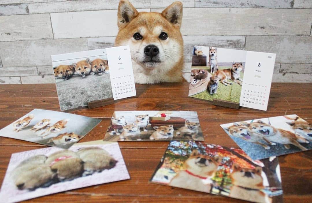 柴犬たま Shibainu Tamaさんのインスタグラム写真 - (柴犬たま Shibainu TamaInstagram)「2021年のカレンダーが完成しました💡﻿ 今年もInstagram＆Twitterで受注販売致します🐶🎵﻿ ﻿ おしゅし誕生という事で写真がいっぱいになったので、今年は2種類作ってみました😅コロナの影響で外出が少なく季節感の薄いラインナップになりましたが💦その分、家族愛に満ち溢れたカレンダーになったんじゃないかと思います😚💓﻿ ﻿ そして、ポストカードも新たに5種類作ってみました👍﻿ カレンダーにお付け出来ますので、よければご一緒にどうぞ🎵(※ポストカードAセット＆Bセットは既存の物ですので重複購入にご注文ください⚠また、新作のCセットはAセット＆Bセットと印刷会社が違い仕様が異なりますので、予めご了承ください🙇)﻿ ﻿ 複数個＆ポストカード単品のみのご注文もOKで〜す👌﻿ ﻿ ﻿ 🍀2021年卓上カレンダー(たまファミリーver.)﻿ 700円(1セット/送料込)﻿ 🍀2021年卓上カレンダー(おしゅし兄弟ver.)﻿ 700円(1セット/送料込)﻿ 🍀ポストカードAセット 200円(5枚+α/送料込)﻿ 🍀ポストカードBセット 200円(9枚+α/送料込)﻿ 🍀ポストカードCセット 200円(5枚+α/送料込)﻿ ﻿ お支払い方法は下記を予定しております💡﻿ ✯銀行振込(ゆうちょ銀行)﻿ ✯Amazonギフト券(Eメールタイプ)﻿ ✯PayPay送金﻿ ﻿ ご注文の際はコメントではなく、メッセージに直接ご連絡して頂けますと幸いです🙇その他、お問い合わせ等お気軽にどうぞ😊﻿ ﻿ ⚠注意⚠﻿ ご注文を承けてからの発注となりますので、2~3週間程お時間を頂く場合がございます。なお、海外発送は対応しておりませんので、予めご了承ください。﻿ ﻿ よろしくお願いします❤️﻿ ﻿ ﻿ #柴犬たま #たママ #たまーば #たま家族 #柴犬ミケ #ミケママ #柴犬コイ #柴犬トロ #柴犬ウニ #おしゅし兄弟 #tolot #tolot卓上カレンダー #カレンダー #2021年カレンダー #カレンダー2021 #ポストカード﻿ #柴犬 #shiba #shibainu #shibastagram #犬 #dog #柴犬赤ちゃん #柴犬子犬 #子犬 #shibababy #baby #shibapuppy #puppy #多頭飼い」11月20日 19時34分 - tama7653