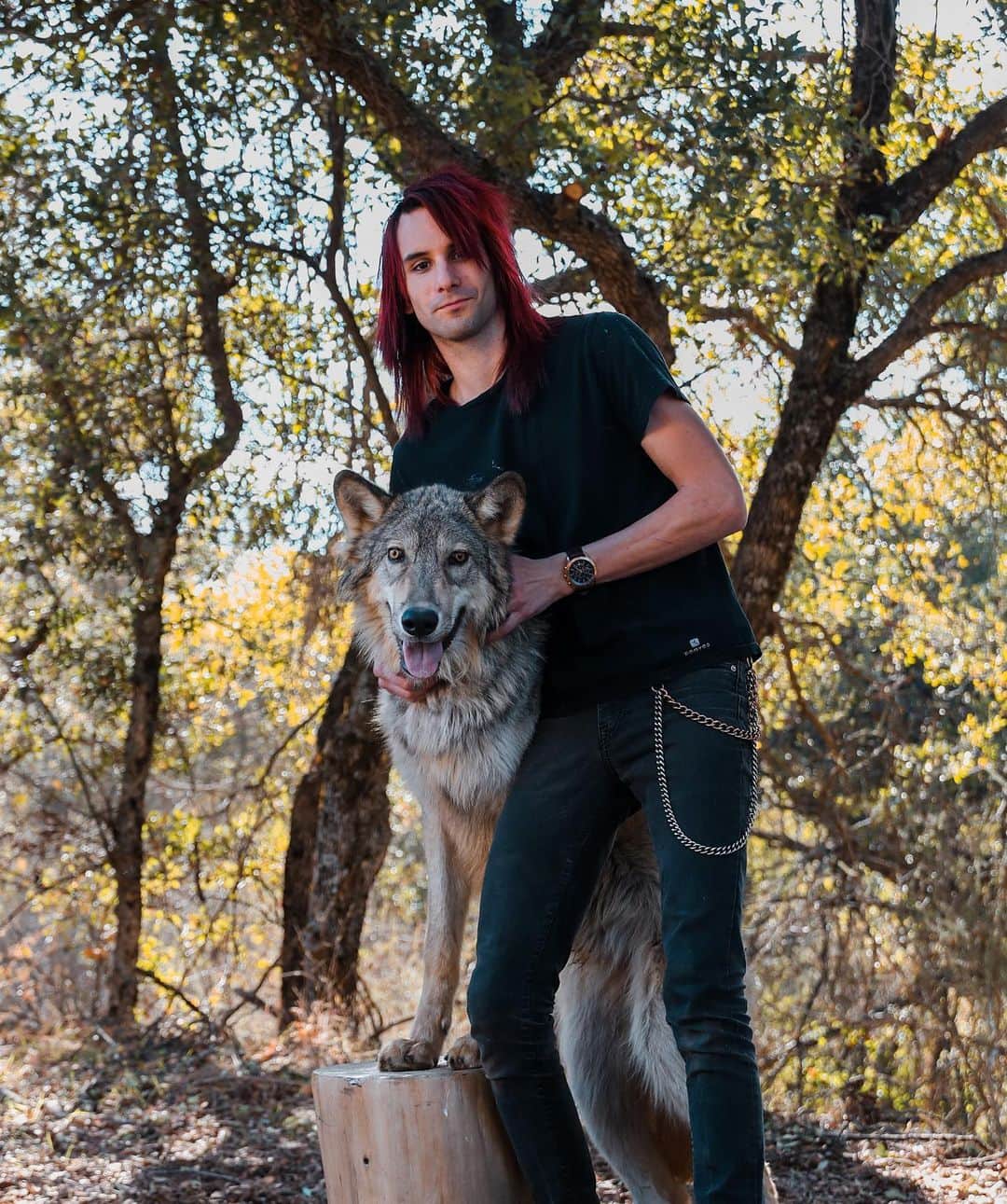 Rylaiさんのインスタグラム写真 - (RylaiInstagram)「The bond between man and dog is unbreakable, enduring and is the light that leads our path thru dark times.  It is a love that never betrays us or abandons us.  A love that accepts us for all our beauty and ugliness.  It truly is a perfect panacea.  . This holiday season and the months coming, please honor the same commitment to your dog that they have made to you.  Shelters tend to get over run with the excuses people (selfish people who have an excuse for everything) who dump their newly purchased Christmas presents. If you cannot make a life long commitment to this amazing soul, walk away and give a gift of an experience or donation.  Instead of being part of the problem, help with the solution.  . Lucan met Michael when he was about 10 weeks old and they became fast friends. This friendship, this bond is palpable every time they see each other.  This is a friendship that will last a lifetime!  . Photos by @anabeldflux  Featuring Ambassador Lucan and his BFF @vette_rodd  . . . . #wolf #wolves #wolfdogs #wolfoftheweek #animals #animalsco #conservation #adopt #commitment #loyalty #forever #photography #photooftheday #animalwelfare #nonprofit #jabcecc #wolfpack #pack」12月20日 0時18分 - jabcecc