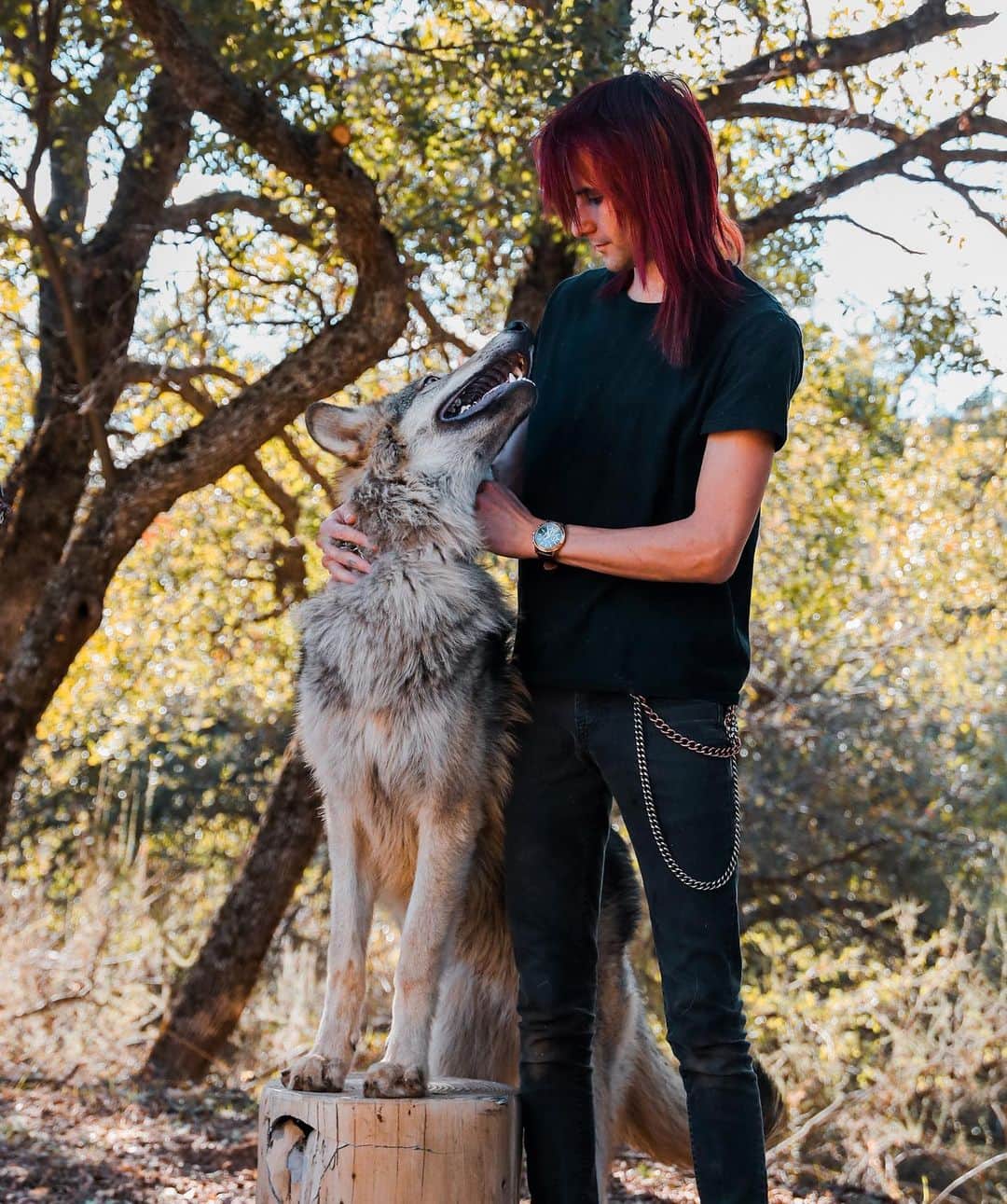 Rylaiさんのインスタグラム写真 - (RylaiInstagram)「The bond between man and dog is unbreakable, enduring and is the light that leads our path thru dark times.  It is a love that never betrays us or abandons us.  A love that accepts us for all our beauty and ugliness.  It truly is a perfect panacea.  . This holiday season and the months coming, please honor the same commitment to your dog that they have made to you.  Shelters tend to get over run with the excuses people (selfish people who have an excuse for everything) who dump their newly purchased Christmas presents. If you cannot make a life long commitment to this amazing soul, walk away and give a gift of an experience or donation.  Instead of being part of the problem, help with the solution.  . Lucan met Michael when he was about 10 weeks old and they became fast friends. This friendship, this bond is palpable every time they see each other.  This is a friendship that will last a lifetime!  . Photos by @anabeldflux  Featuring Ambassador Lucan and his BFF @vette_rodd  . . . . #wolf #wolves #wolfdogs #wolfoftheweek #animals #animalsco #conservation #adopt #commitment #loyalty #forever #photography #photooftheday #animalwelfare #nonprofit #jabcecc #wolfpack #pack」12月20日 0時18分 - jabcecc
