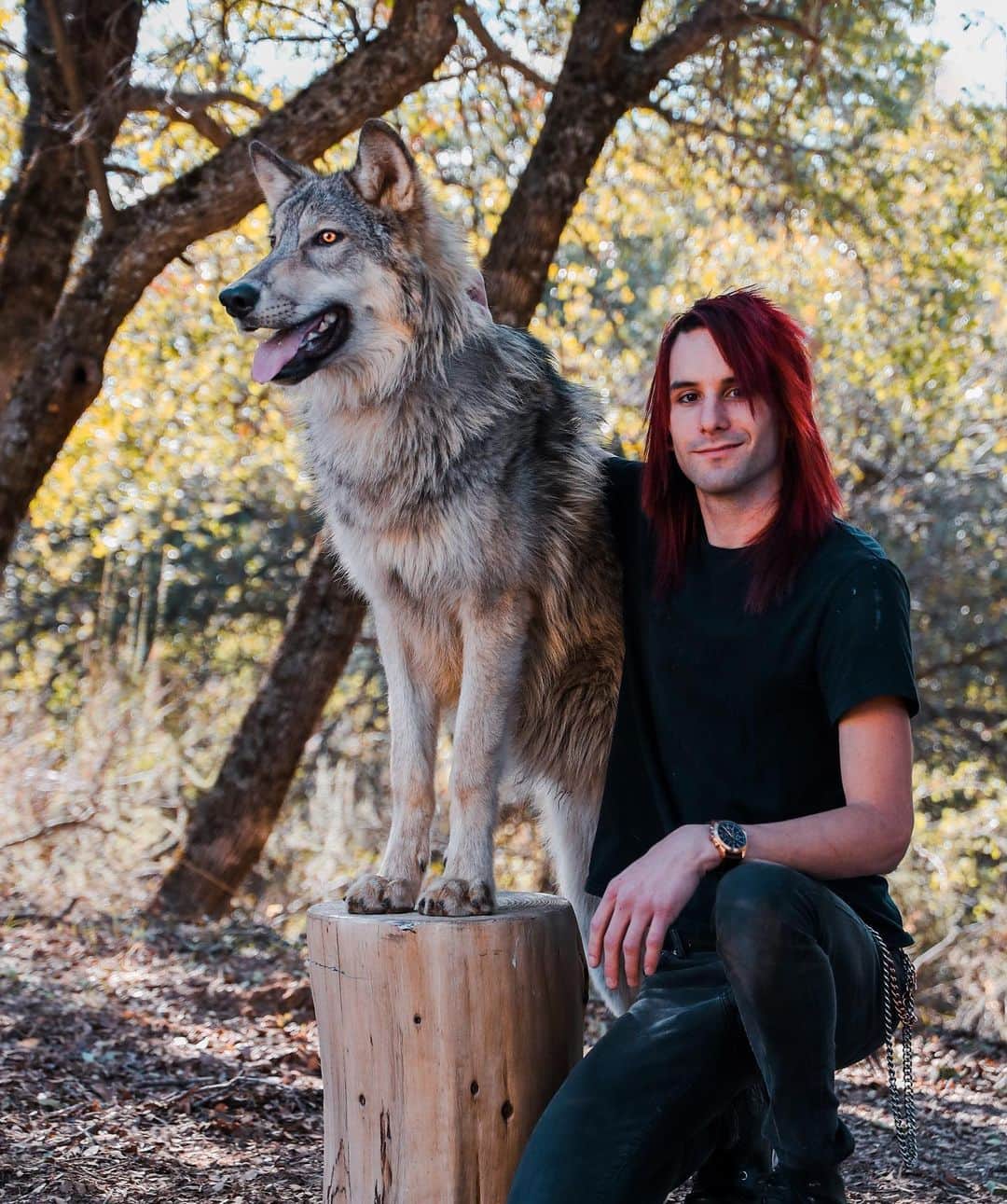Rylaiさんのインスタグラム写真 - (RylaiInstagram)「The bond between man and dog is unbreakable, enduring and is the light that leads our path thru dark times.  It is a love that never betrays us or abandons us.  A love that accepts us for all our beauty and ugliness.  It truly is a perfect panacea.  . This holiday season and the months coming, please honor the same commitment to your dog that they have made to you.  Shelters tend to get over run with the excuses people (selfish people who have an excuse for everything) who dump their newly purchased Christmas presents. If you cannot make a life long commitment to this amazing soul, walk away and give a gift of an experience or donation.  Instead of being part of the problem, help with the solution.  . Lucan met Michael when he was about 10 weeks old and they became fast friends. This friendship, this bond is palpable every time they see each other.  This is a friendship that will last a lifetime!  . Photos by @anabeldflux  Featuring Ambassador Lucan and his BFF @vette_rodd  . . . . #wolf #wolves #wolfdogs #wolfoftheweek #animals #animalsco #conservation #adopt #commitment #loyalty #forever #photography #photooftheday #animalwelfare #nonprofit #jabcecc #wolfpack #pack」12月20日 0時18分 - jabcecc