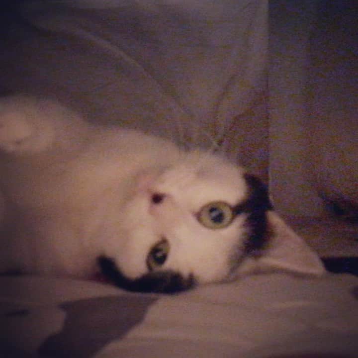山口治樹のインスタグラム：「こたつの中を覗いたら毛繕い中でした😻  #cat #gato #猫 #ネコ #ねこ #ねこすたぐらむ」