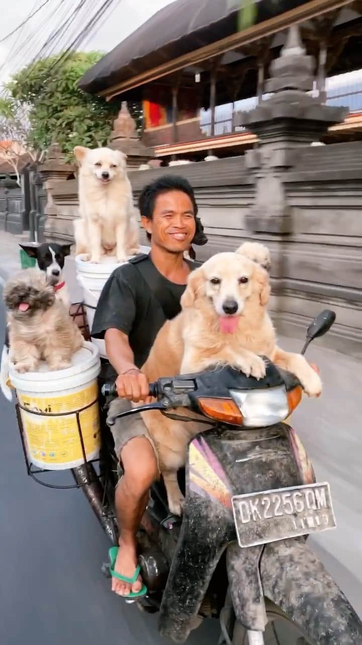 Animalsのインスタグラム：「Daily commute in Bali 🐶😂 Tag your squad! By @doyoutravel #dogs」