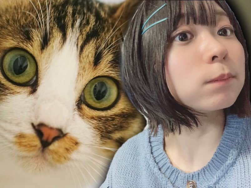 にゃんこスターさんのインスタグラム写真 - (にゃんこスターInstagram)「髪を切ったといえばインスタに投稿なので今回もやらせていただきます！ ・ ・ すみません！今回も写真を撮ろうとしたところで大きなネコに背後を取られてしまいました！でも悪いやつじゃないので許してやってください！ ・ ・ え！ていうか友達に人を紹介されたときに「悪いやつじゃないから」って言われるとその２人がすごい仲良さそうに思えてその関係性の中に自分が入ることはないんだろうなって思っちゃいませんか！え！どうですか！思いませんか！ ・ ・ 思います！を選んだあなたは「海老天です」を「エビデンス」に聞き間違えるでしょう、、 ・ ・ 思いません！を選んだあなたは井上公造さんのことを一日で３回考えることでしょう、、 ・ ・ そんな髪型です！ ・ ・ あ！あとこの髪についてるピンはブレスオブザワイルドのゼルダのピンだ！って思って買った！色が全く一緒！うれしい！ ・ ・ NoPRだけど美容院のせておこう！ ・ ・ おわり  #THEGOESWELLHAIR #ネコに背後とられ画像 #ゼルダの伝説ブレスオブザワイルド  #ゼルダと同じピン #海老天とエビデンス #にゃんこスター #アンゴラ村長」12月19日 23時07分 - nyanco_star_pu_pu_mu