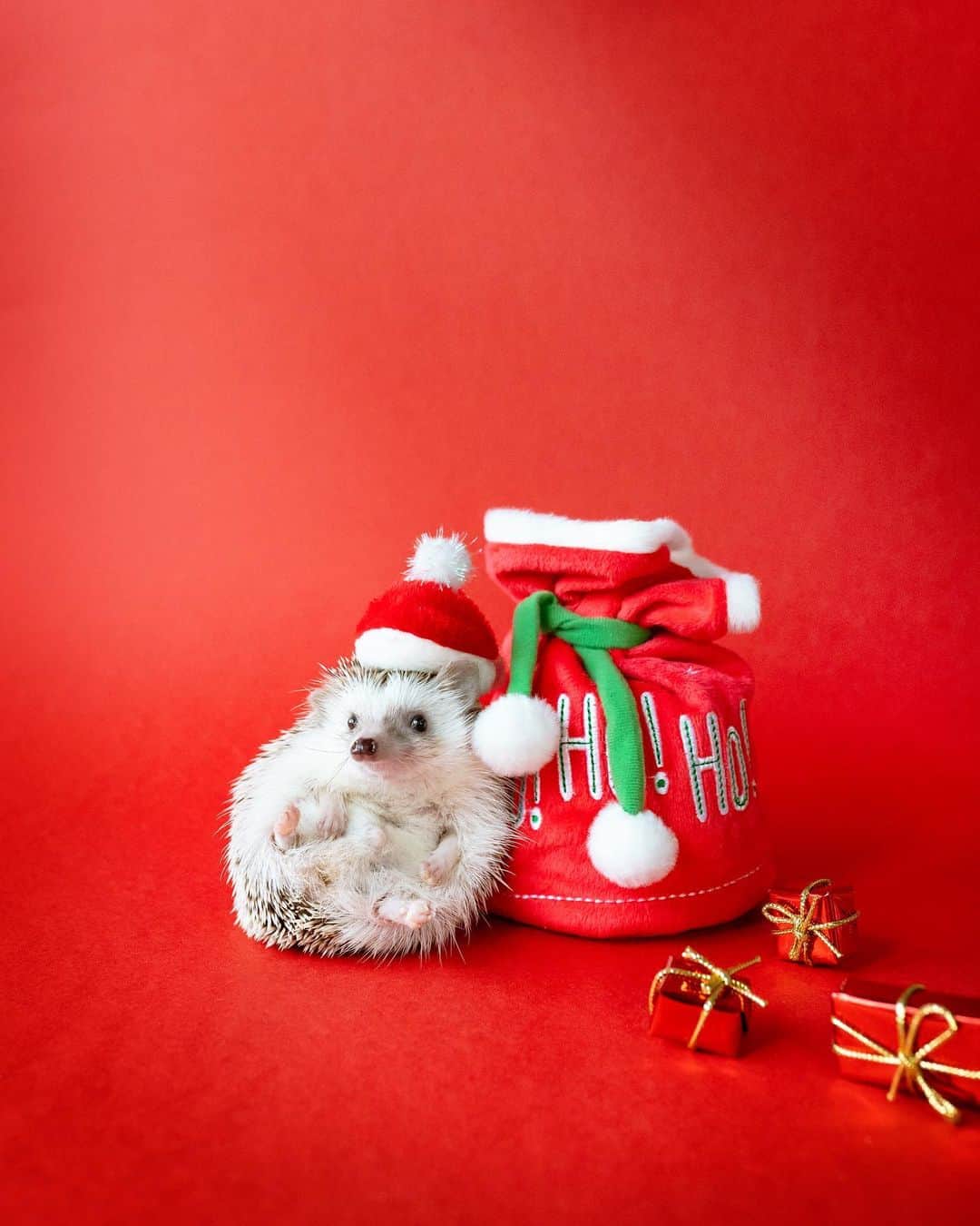 ダーシーのインスタグラム：「Standby🎅🏻🎁✨」