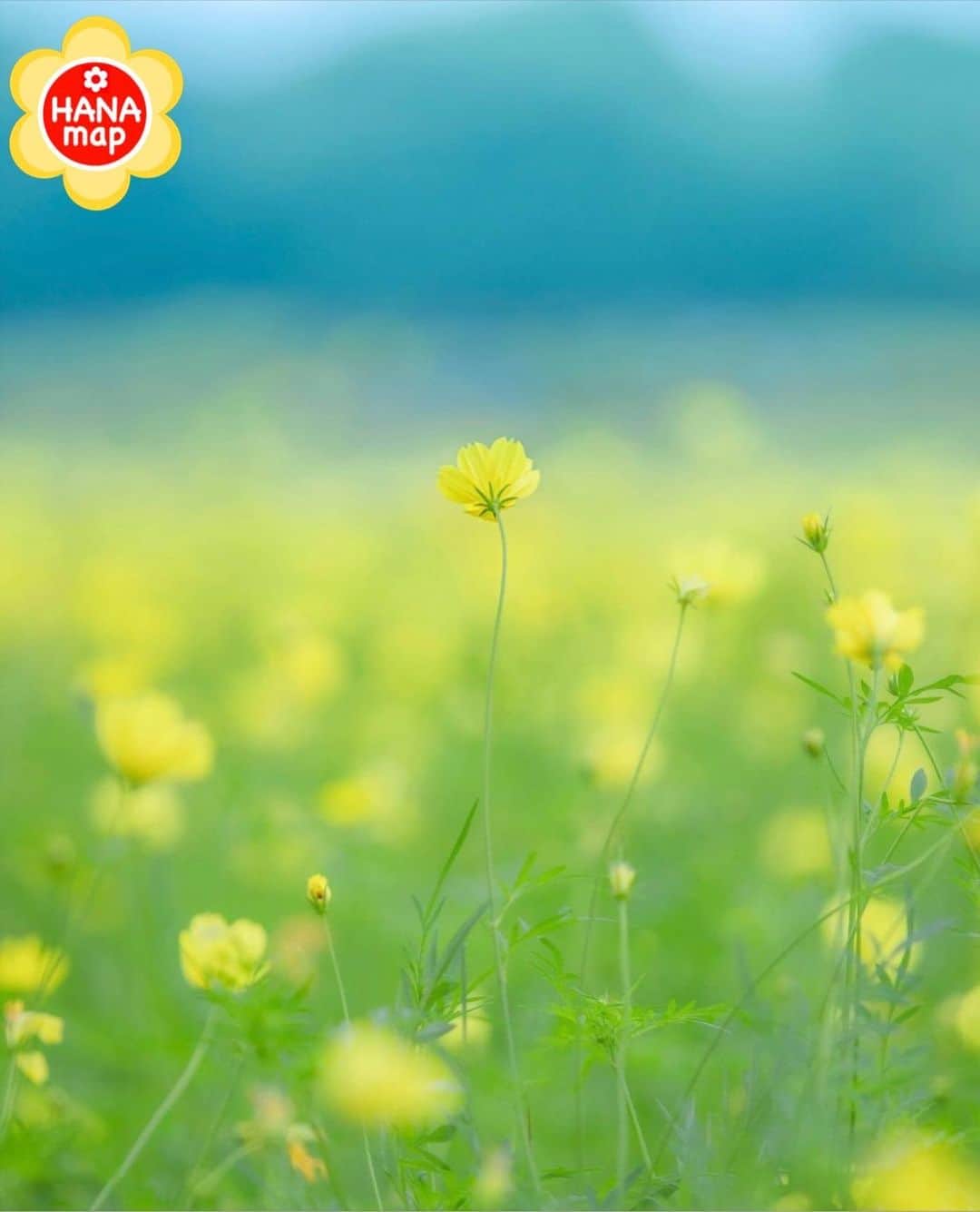 はなまっぷ❁日本の花風景さんのインスタグラム写真 - (はなまっぷ❁日本の花風景Instagram)「🌸🍺はなまっぷの忘年会2020🍺🌸 *  @kotaji_ さんの  2020年のお花に花まるを💮 * 今年一年素敵なお花をたくさん ありがとうございました😊🌸💮 * 東京　#昭和記念公園 Showa Kinen Park, Tokyo Pref. * 🌼•••🌹•••💠•••🌷•••🌸•••🌺 * 💮みなさんの2020年のお花に花まるを💮 * これまでに撮影された お気に入りの✨「1枚」✨ を、#はなまっぷ忘年会2020 に投稿お願いします😊 * みなさんのご参加お待ちしております🍺 * #はなまっぷ * 🌼•••🌹•••💠•••🌷•••🌸•••🌺 * #日本#花#キバナコスモス」12月19日 23時22分 - hanamap
