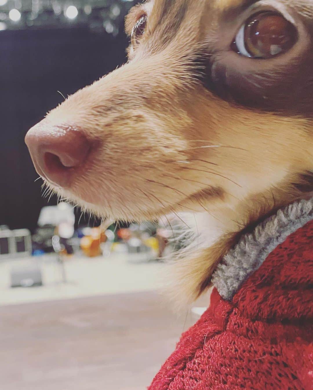 KUREIさんのインスタグラム写真 - (KUREIInstagram)「犬に染まりがちな俺のインスタアカウントなのでたまには自分自身も🙋‍♂️と言いつつ1日愛犬のチップにも仕事に付き合ってもらいました☺️  Since my Instagram tends to be full of dogs, my pic for a change🙋‍♂️  #チワックス #愛犬」12月19日 23時30分 - kimaguren_kurei