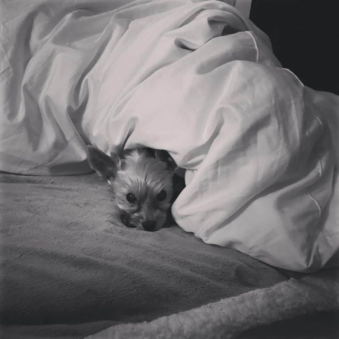 ririさんのインスタグラム写真 - (ririInstagram)「zzz」12月19日 23時37分 - riri.ribon