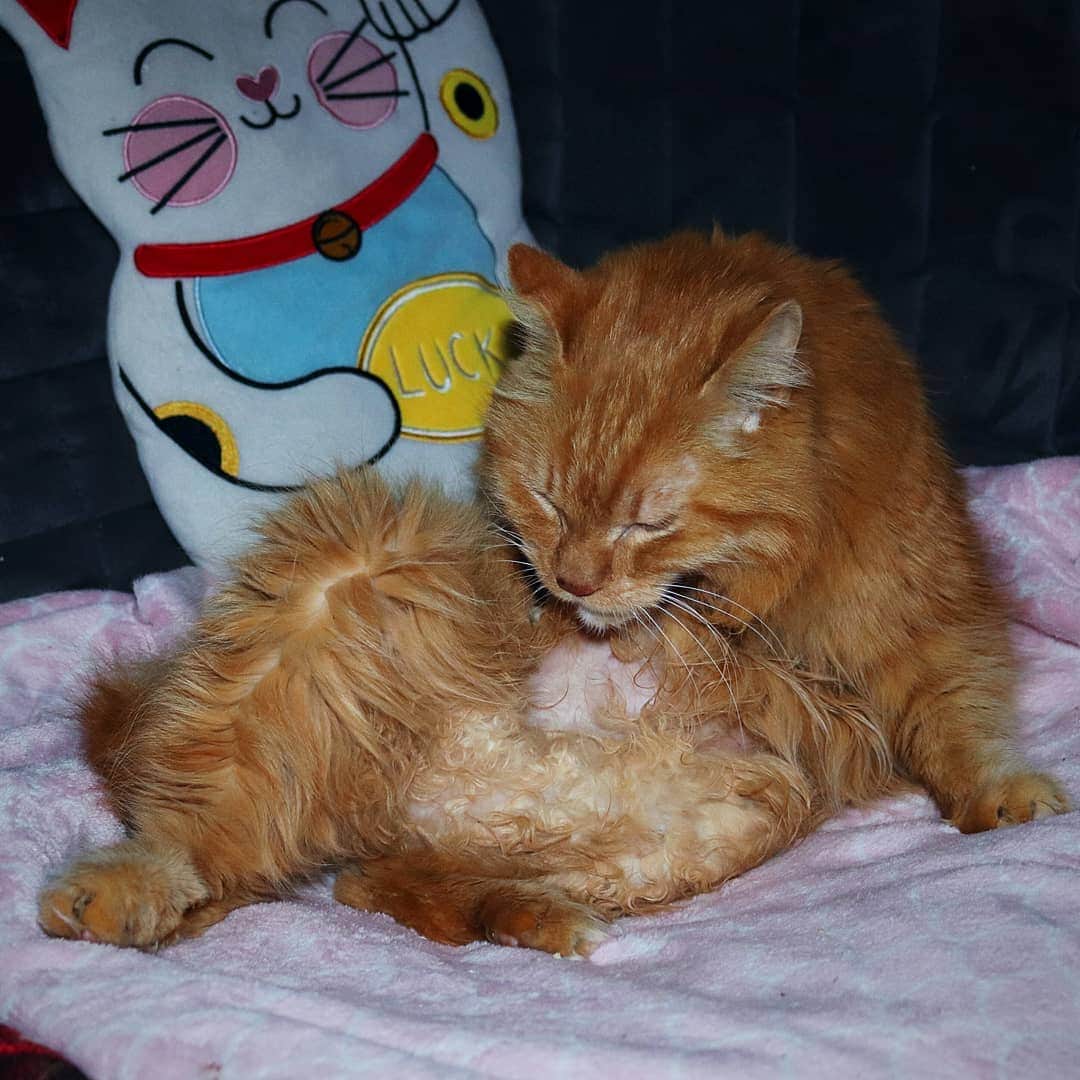 Homer Le Miaou & Nugget La Nugのインスタグラム：「Friends, please enjoy that derp with a side of shaved belly!😸 We are sorry for not being there but Homer had some though days, humom was all stressed and on top of all we had no more connections to the modern interweb for a few days! Typical 2020 week 😞 So, Homer was kind of getting better, no more bloody poop but still very liquid. Then on wednesday he had a rebound and stopped eating so i asked the vet for an echographie to see what was going on inside him. I was kinda scared as i really don't like him to have an anesthésia at his age but it was for his own good...😓 He had the echo yesterday. They also made a total blood analysis as last time he didn't let them took enough blood #FluffyCodeRed and he had an anal exam to be sure it wasn't something wrong there. Turns out he has a perfect anus and there is nothing wrong inside of him. No tumor, no masses, kidneys, liver, bladder, stomach are perfect! The vet even said he doesn't have the inside of a 17 years old cat 🙆🏻‍♀️ He has an intestinal infection though: that gives him dhiarrea and it irritates his colon, that what was bleeding. It is more impressive than bad but still not good. He is under treatment with antibiotics, corticoïdes and stomach plasters: 5 meds everyday!He is allowed to take them with grounded beef so he is very happy about that! I personnally am also very happy about his shaved belly that is the softest thing ever hehe!😻 This morning he made a perfect poop, not liquid at all with a perfect color. The most beautiful poop i've ever seen!!!!💩😅💩 I trully thought it was going to be bad so i'm very very relieved and so happy to have him back to his almost normal self. Now it's over, we're back and we'll only think about Catmas... Can't wait!!!!!!🎅 Thank you all for your kind words and positive vibes, i know it helps him being surrounded by good vibrations and love. We love you!!!💖」