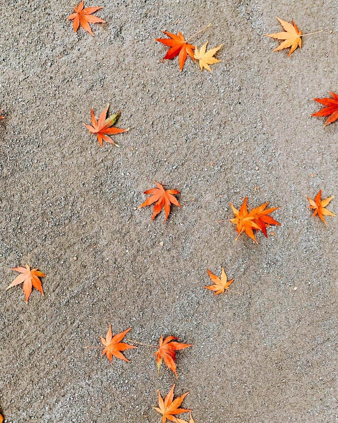 レオラさんのインスタグラム写真 - (レオラInstagram)「東京は、今が見頃みたい😌🍁🍁🍁 近所にこんな綺麗な紅葉があったよ🥰 . こんな時だけど、季節は感じたい❣️」12月19日 23時50分 - leola_official