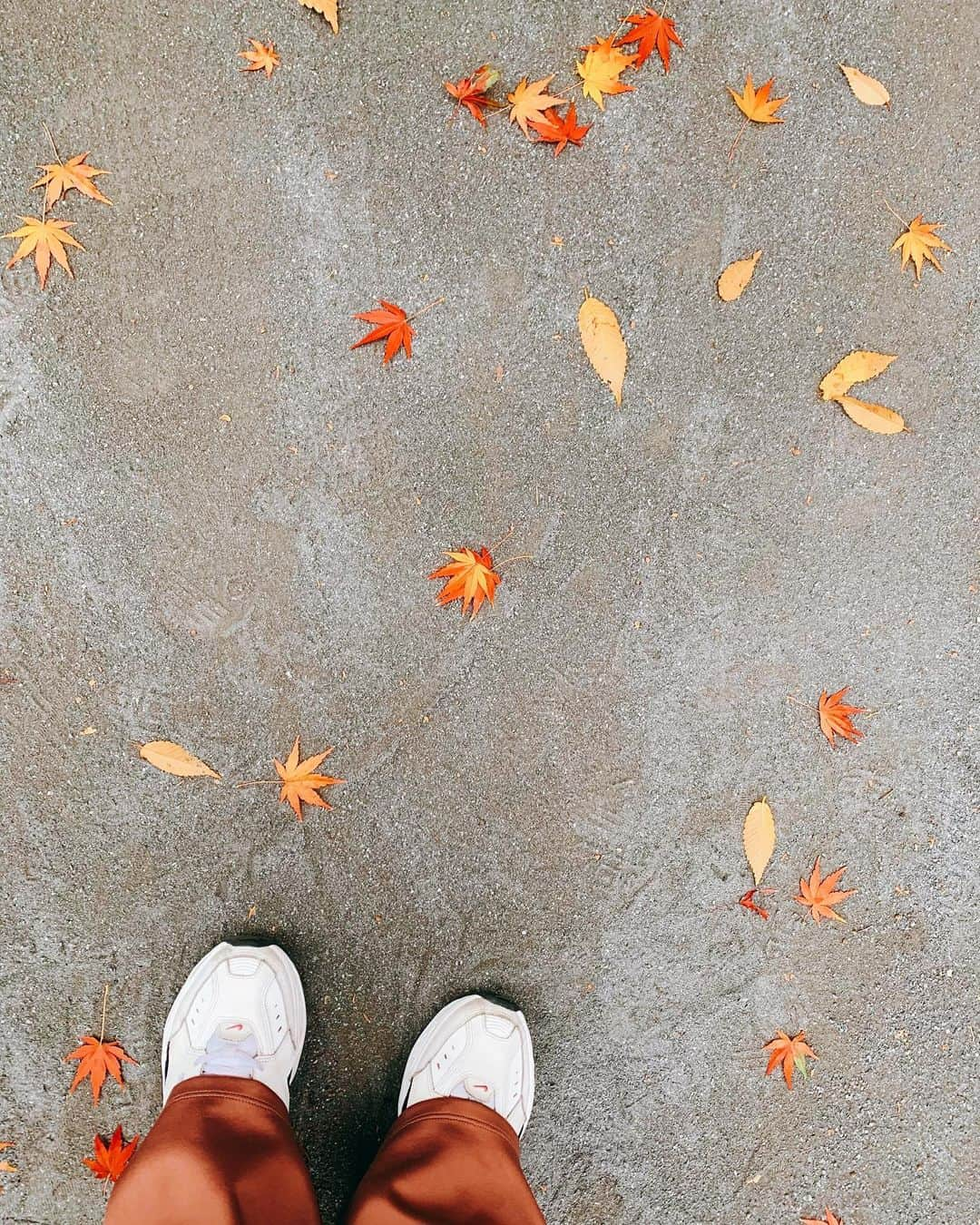 レオラさんのインスタグラム写真 - (レオラInstagram)「東京は、今が見頃みたい😌🍁🍁🍁 近所にこんな綺麗な紅葉があったよ🥰 . こんな時だけど、季節は感じたい❣️」12月19日 23時50分 - leola_official