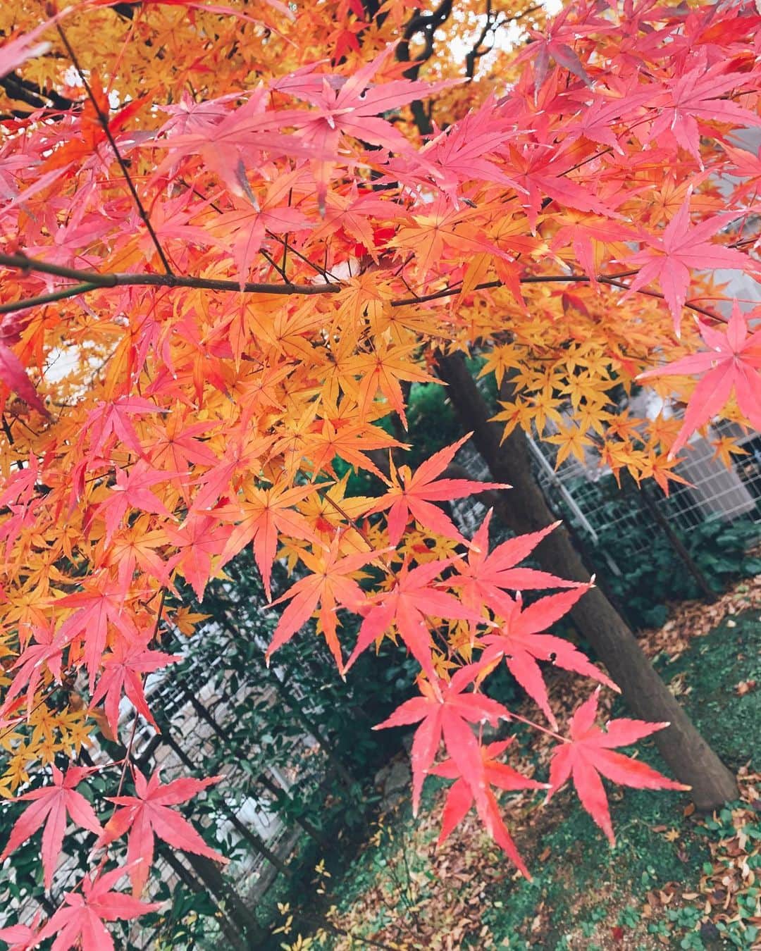 レオラさんのインスタグラム写真 - (レオラInstagram)「東京は、今が見頃みたい😌🍁🍁🍁 近所にこんな綺麗な紅葉があったよ🥰 . こんな時だけど、季節は感じたい❣️」12月19日 23時50分 - leola_official