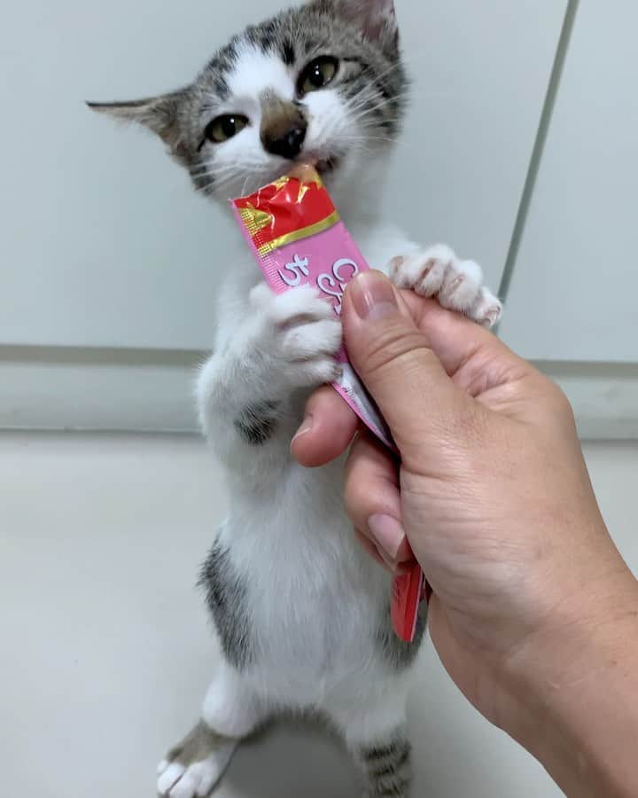 tamatamagoのインスタグラム
