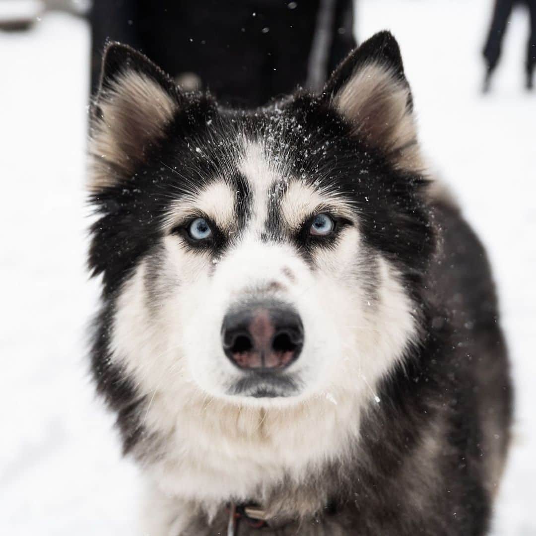 The Dogistさんのインスタグラム写真 - (The DogistInstagram)「Koda, “Wooly coat” Siberian Husky (6 y/o), Washington Square Park, New York, NY • “I’m his fourth owner. I have him on a leash because he would clear the fence like a reindeer. He once ate someone’s food off their table at the Standard Hotel. I offered to pay for their meal.” @kodathedognyc」12月20日 0時01分 - thedogist