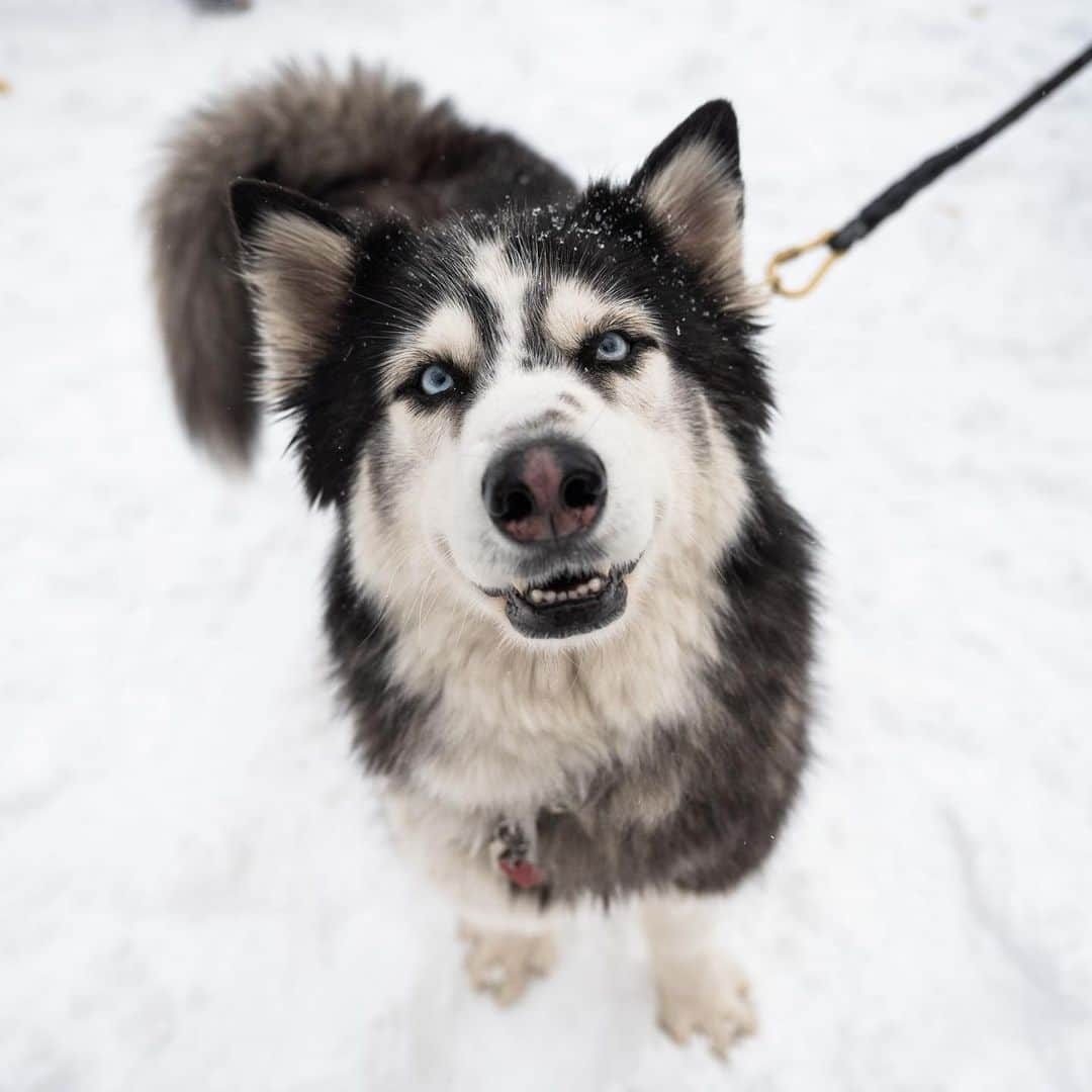 The Dogistさんのインスタグラム写真 - (The DogistInstagram)「Koda, “Wooly coat” Siberian Husky (6 y/o), Washington Square Park, New York, NY • “I’m his fourth owner. I have him on a leash because he would clear the fence like a reindeer. He once ate someone’s food off their table at the Standard Hotel. I offered to pay for their meal.” @kodathedognyc」12月20日 0時01分 - thedogist