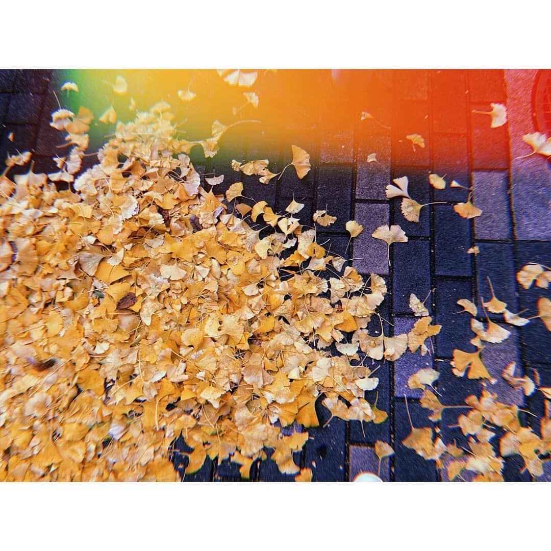 長尾寧音さんのインスタグラム写真 - (長尾寧音Instagram)「⛄️🍁﻿ ﻿ 冬だけど秋みっけ☺️﻿ ﻿ ﻿ ﻿」12月19日 15時09分 - nagaoshizune_official