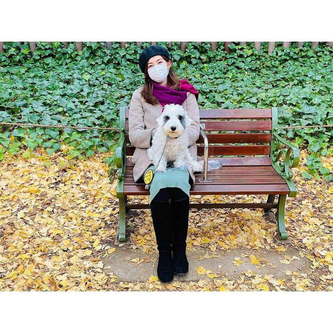 有村実樹さんのインスタグラム写真 - (有村実樹Instagram)「🍂﻿ 外苑の銀杏並木。﻿ 黄色い絨毯になっていてとても綺麗☺️﻿ ﻿ ほとんど散ってるからか、人もいなくて落ち着いてお散歩できました👫🐶﻿ ﻿ ﻿ #東京 #外苑 #銀杏並木 ﻿ #いちょう #家族 #犬 #犬のいる暮らし #シーリハムテリア #繁殖引退犬 #イリス #sealyhamterrier #iris」12月19日 16時10分 - arimura_miki