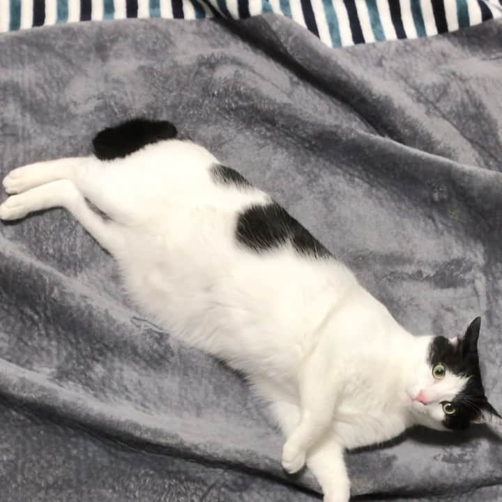 のインスタグラム：「カーペット洗ったら「いつもとちゃう」ってビックリしちまったみたい  #ねこすたぐらむ  #ねこら部  #ぬこ部」