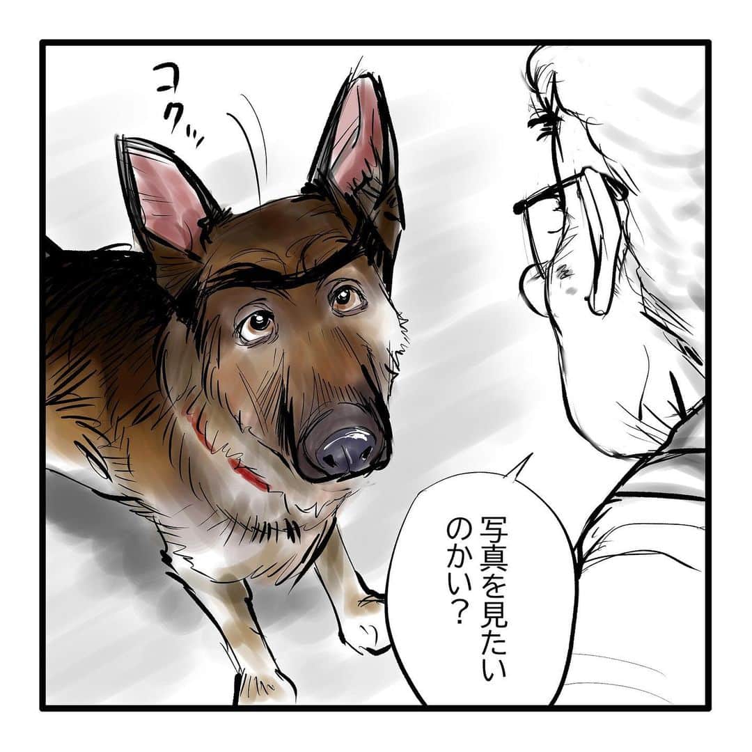 てらりんさんのインスタグラム写真 - (てらりんInstagram)「『ゴボウ』⑳ #漫画 #マンガ #まんが #インスタ漫画 #創作 #コミック #イラスト #犬 #シェパード #ゴボウ #manga #comic #illustration #art #drawing #dog #germanshepherd #alsatian #gobo」12月19日 16時32分 - terarin08