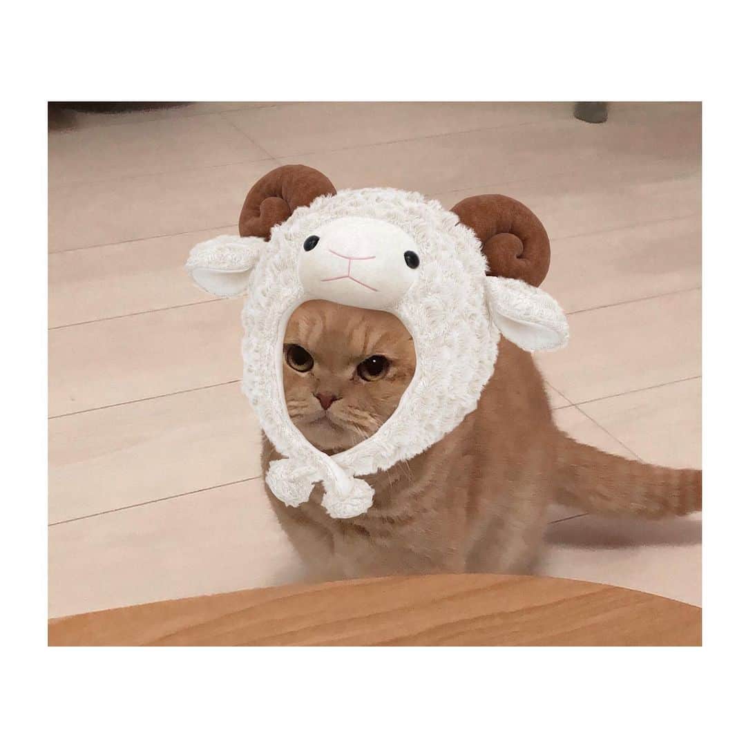 相馬有紀実のインスタグラム：「え？ 来年牛なの？  #すこてぃっしゅふぉーるど ＃猫　#干支  #cat」