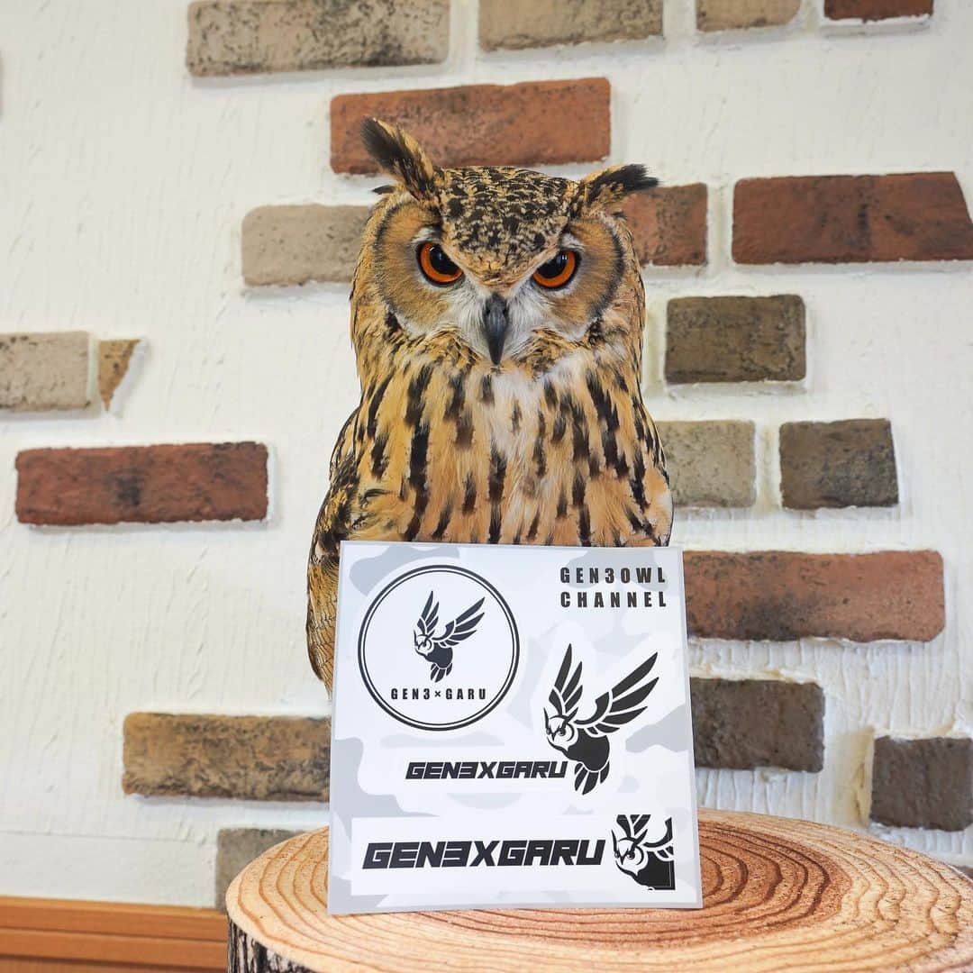 GEN3 Owlのインスタグラム：「3種類が一つになったステッカーシートは屋外看板にも使われる素材で作られてます。水にも強いのでスノーボードやクーラーボックスなど、アウトドアシーンにもガンガン使用してもらえます。 詳細はストーリーのスワイプアップもしくはYouTubeを見てね。  There are 3 types of sticker sheets in one., it's made of the material used for outdoor signboards. As it's waterproof, it can be used in outdoor scenes such as snowboards and cooler boxes. For more information, swipe up from the story or watch YouTube.  #owl #owlgaru」