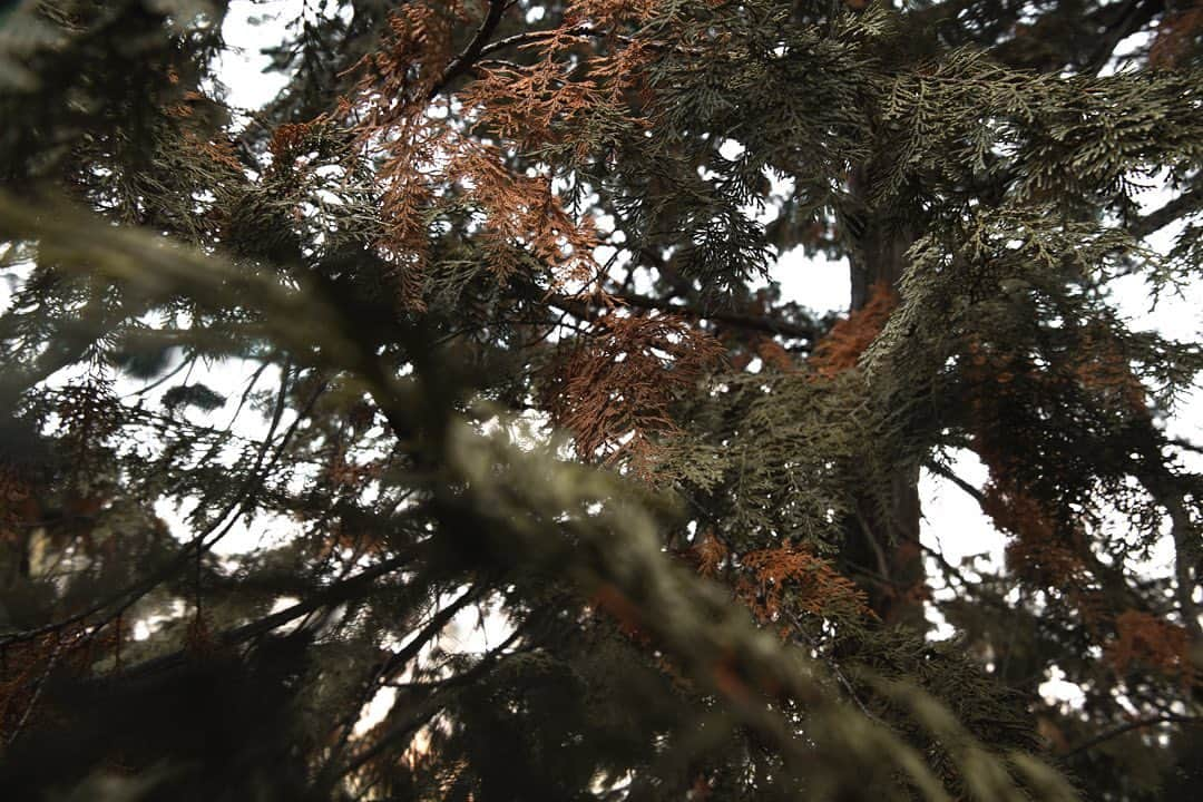 大越光貴のインスタグラム：「シンプルに美しい🍃🍁  #2020autumn #autumninjapan #seaofclouds #japaneselandscape #japaneseautumn #love_hyogo #machupicchu #紅葉 #朝来山 #雲海 #朝焼け #竹田城 #竹田城跡 #紅葉狩り #紅葉2020 #紅葉ハンター #日本の絶景 #死ぬまでに行きたい日本の絶景 #絶景ハンター #ファインダー越しの私の世界」