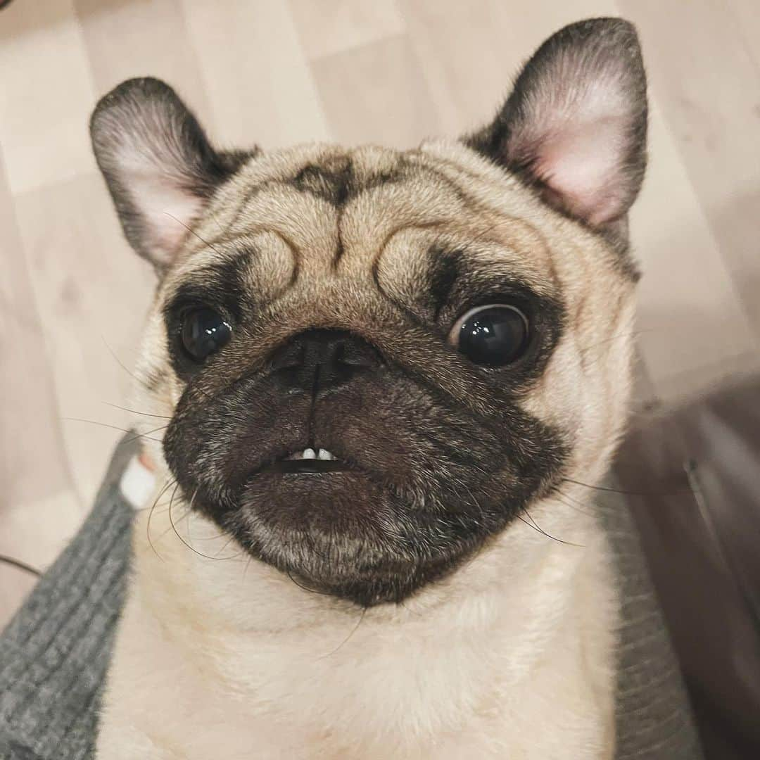 奈津美さんのインスタグラム写真 - (奈津美Instagram)「- #mypug - うちのうさぎ。🐰 - #pug #puglove #puglife #パグのいる生活 #パグ界のまっけんゆう #🐰」12月19日 17時46分 - natsumi_7.2.3