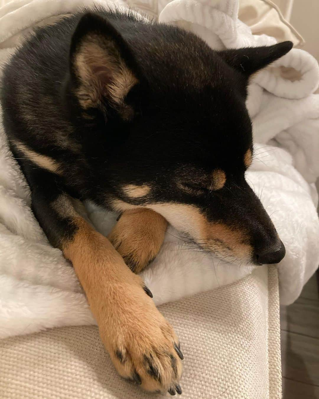 中山三奈のインスタグラム：「Too cold these days...☃️  #福 #癒し犬 #柴犬 #黒柴 #shibainu #shiba #shibastagram」