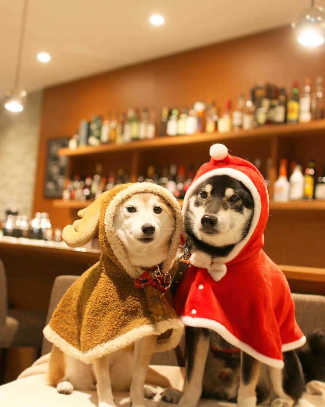 柴犬 けんしろう ゆりあのインスタグラム：「🐶🎁🎉🐶  第1夜 Let's party!  それでは、抽選会当選者を これからストーリーズで発表します🎉  ですが... 今夜は2名のみの発表です🙇‍♀️  開会宣言はお口半開きのまま堂々と行ったゆりあですが、今年は去年までと違ってハートにまったく興味を示しません😂💦  はて、困ったなと思っていたら.. 今年はハートをくわえるのは無理かな？と思ってたけんちゃんが、2名あっという間に選出してくれました😍😍😍 さすが頼りになるお兄ちゃん！ まぁ、今までと違うところはハートのはしっこを食べちゃうくらい熱烈に選出しちゃうおとぼけっぷりですが(笑)  そんな訳で、今夜は2名のみの発表です！  明日ゆりあともう一度挑戦してみて 難しかったら、けんちゃんかお世話係が 選出させて頂きますのでよろしくお願いします🐶🎉」