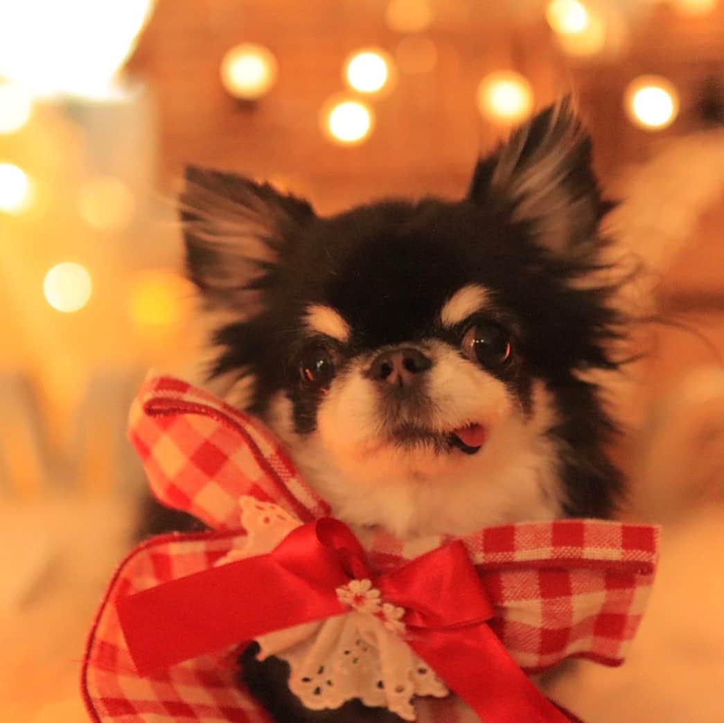 kayoのインスタグラム：「* * * ダイエット中の めろめろ🐷 30ｇだけ減ってた🙄 * * Melon❤️ * * #chihuahua#chihuahualove#dogstgram#dog#instadog#チワワ#チワワ大好き#チワワのいる暮らし * * *」