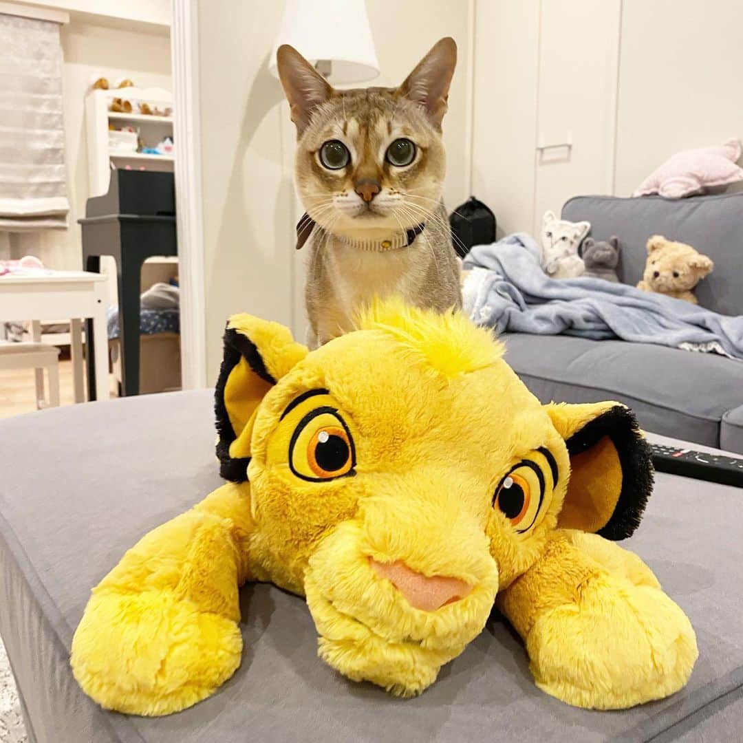 モルト♡Malt(Singapuracat)のインスタグラム：「ママ、ライオン好きすぎない？🦁」