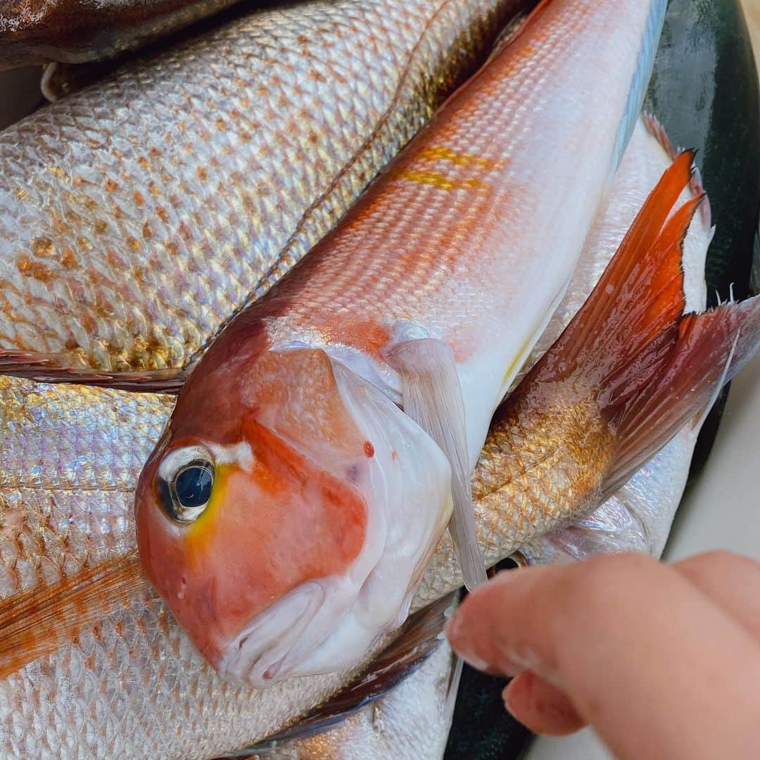 谷田圭（たにけい）さんのインスタグラム写真 - (谷田圭（たにけい）Instagram)「・ ・ ・ ・ 山形で はじめましての甘鯛👏😍👏😍👏😍👏😍👏😍👏 ・ ・ ・ ・ ・ 初魚種だったから めっちゃ嬉しかった........✨✨😍✨✨ タイラバで釣れました🎣🎣🎣🎣🎣🎣 ・ ・ ・ ・ ・ この子の顔を見た時にだけ 船酔いが緩和された...笑 ありがとう。甘鯛。 また会いたいよ。甘鯛。  ・ ・ ・ ・ 東北は、雪が積もっているから ひたすらに運転が やべい、こえい🥺🚘 ・ ・ ・ ・ #fishing #fish #follow #japan #東北 #タイラバ #山形 #鼠ヶ関 #日本海 #釣果 #釣り」12月19日 18時36分 - tanikei.fishing