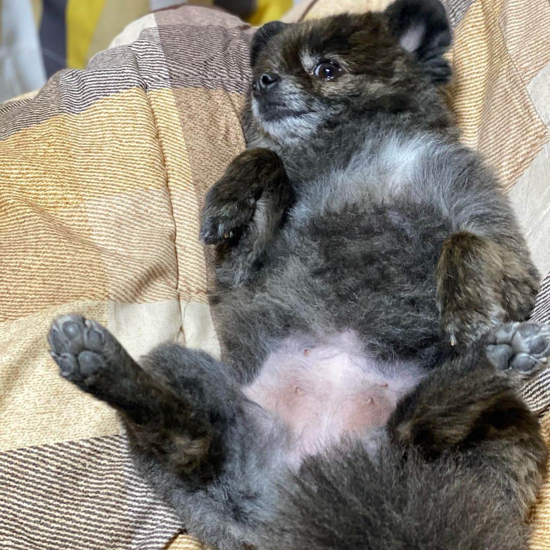 霧宮てんのインスタグラム：「実家のポメラニアン❣️名前は"おしるこ"」