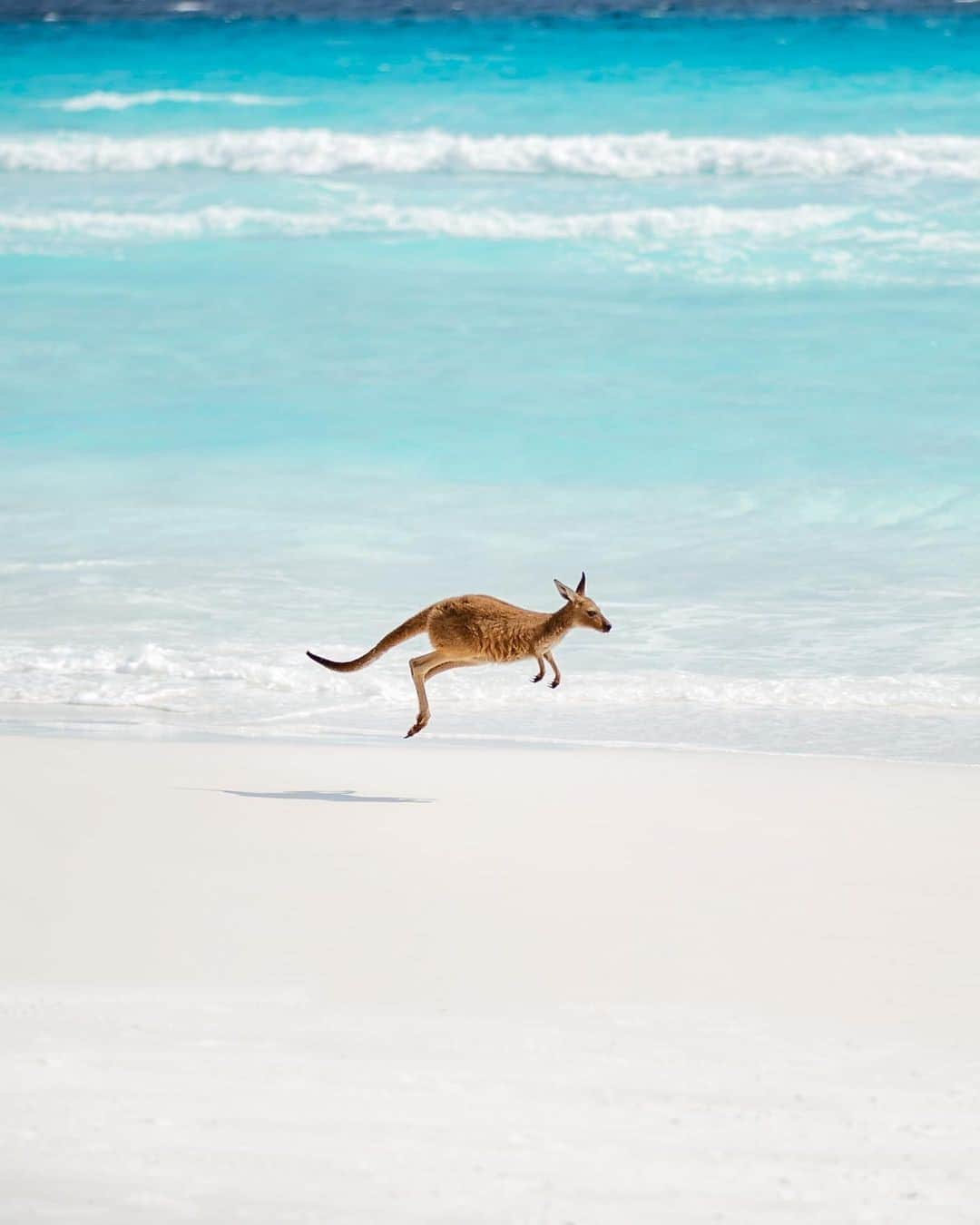 Australiaさんのインスタグラム写真 - (AustraliaInstagram)「Guess it's pretty clear which country this beach is in, huh?! 🦘 😜 @ospreycreative snapped this incredible shot of a #kangaroo stretching his legs at #LuckyBay in @visitesperance; a true slice of paradise in @australiasgoldenoutback. The iconic beach is known not only for its soft sands and turquoise waters, but also for the friendly kangaroos that love to come and say g'day, and can often be spotted sunbaking on the soft white sand. What more could you want from a @westernaustralia beach trip? #seeaustralia #thisiswa #wanderoutyonder #goldenoutback #visitesperance #holidayherethisyear」12月19日 19時00分 - australia