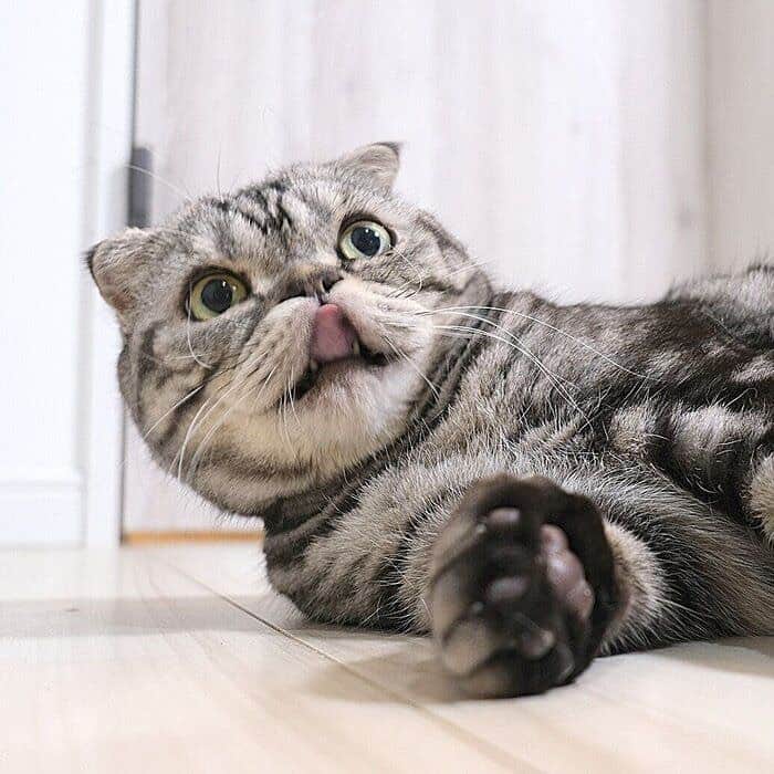 Shishi-maruさんのインスタグラム写真 - (Shishi-maruInstagram)「🐱ねこのきもちWEBMAGAZINE にて、猫エッセイが更新されました。今回は「粘着物に粘着質なししまる」のお話です。是非お楽しみください。  【渋ネコししまるさん】#78 ｜ねこのきもちWEB MAGAZINE  https://cat.benesse.ne.jp/lovecat/content/?id=89321  🐱My essay about Shishi-maru is serialized in a weekly magazine:)  ーーーーーーーーーーーーー 🌺「渋ネコ ししまるさん」ねこのきもちWEB MAGAZINE にて毎週金曜日エッセイの連載中 ーーーーーーーーーーー 📕「ぷっちねこ。」「3匹のちいさな猫を召喚できたなら」「ちいさな猫を召喚できたなら」徳間書店より単行本発売中 ーーーーーーーーーーー ⭐︎ねこ漫画→@tacos_cat 🌺Twitter →@taco_emonemon ーーーーーーーーーーー」12月19日 19時15分 - emonemon