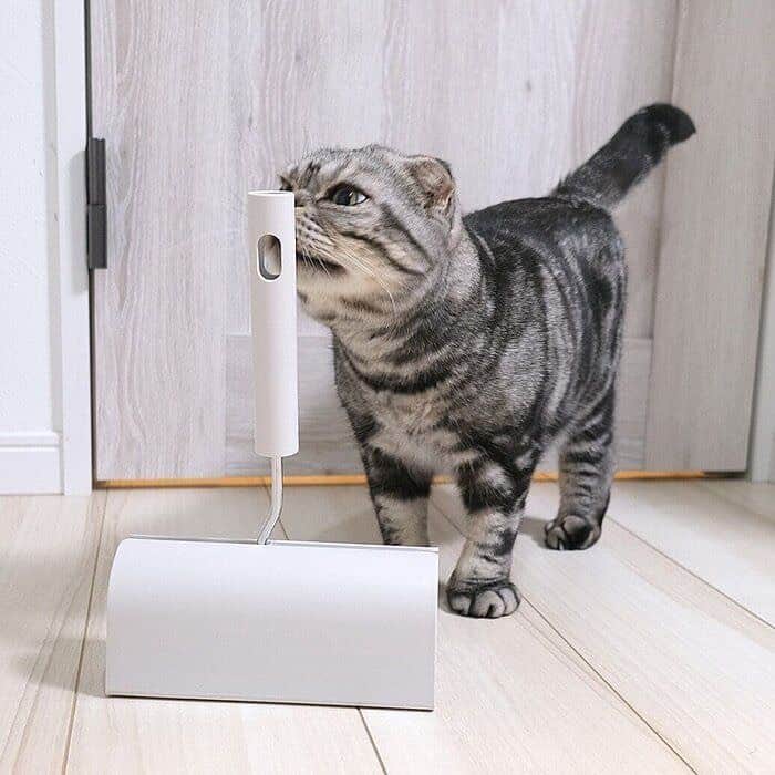 Shishi-maruさんのインスタグラム写真 - (Shishi-maruInstagram)「🐱ねこのきもちWEBMAGAZINE にて、猫エッセイが更新されました。今回は「粘着物に粘着質なししまる」のお話です。是非お楽しみください。  【渋ネコししまるさん】#78 ｜ねこのきもちWEB MAGAZINE  https://cat.benesse.ne.jp/lovecat/content/?id=89321  🐱My essay about Shishi-maru is serialized in a weekly magazine:)  ーーーーーーーーーーーーー 🌺「渋ネコ ししまるさん」ねこのきもちWEB MAGAZINE にて毎週金曜日エッセイの連載中 ーーーーーーーーーーー 📕「ぷっちねこ。」「3匹のちいさな猫を召喚できたなら」「ちいさな猫を召喚できたなら」徳間書店より単行本発売中 ーーーーーーーーーーー ⭐︎ねこ漫画→@tacos_cat 🌺Twitter →@taco_emonemon ーーーーーーーーーーー」12月19日 19時15分 - emonemon