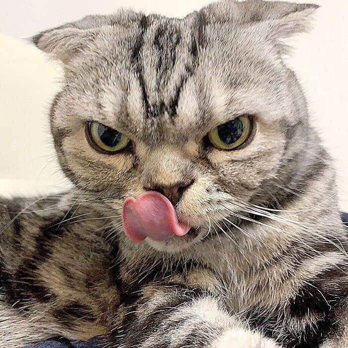 Shishi-maruさんのインスタグラム写真 - (Shishi-maruInstagram)「🐱ねこのきもちWEBMAGAZINE にて、猫エッセイが更新されました。今回は「粘着物に粘着質なししまる」のお話です。是非お楽しみください。  【渋ネコししまるさん】#78 ｜ねこのきもちWEB MAGAZINE  https://cat.benesse.ne.jp/lovecat/content/?id=89321  🐱My essay about Shishi-maru is serialized in a weekly magazine:)  ーーーーーーーーーーーーー 🌺「渋ネコ ししまるさん」ねこのきもちWEB MAGAZINE にて毎週金曜日エッセイの連載中 ーーーーーーーーーーー 📕「ぷっちねこ。」「3匹のちいさな猫を召喚できたなら」「ちいさな猫を召喚できたなら」徳間書店より単行本発売中 ーーーーーーーーーーー ⭐︎ねこ漫画→@tacos_cat 🌺Twitter →@taco_emonemon ーーーーーーーーーーー」12月19日 19時15分 - emonemon