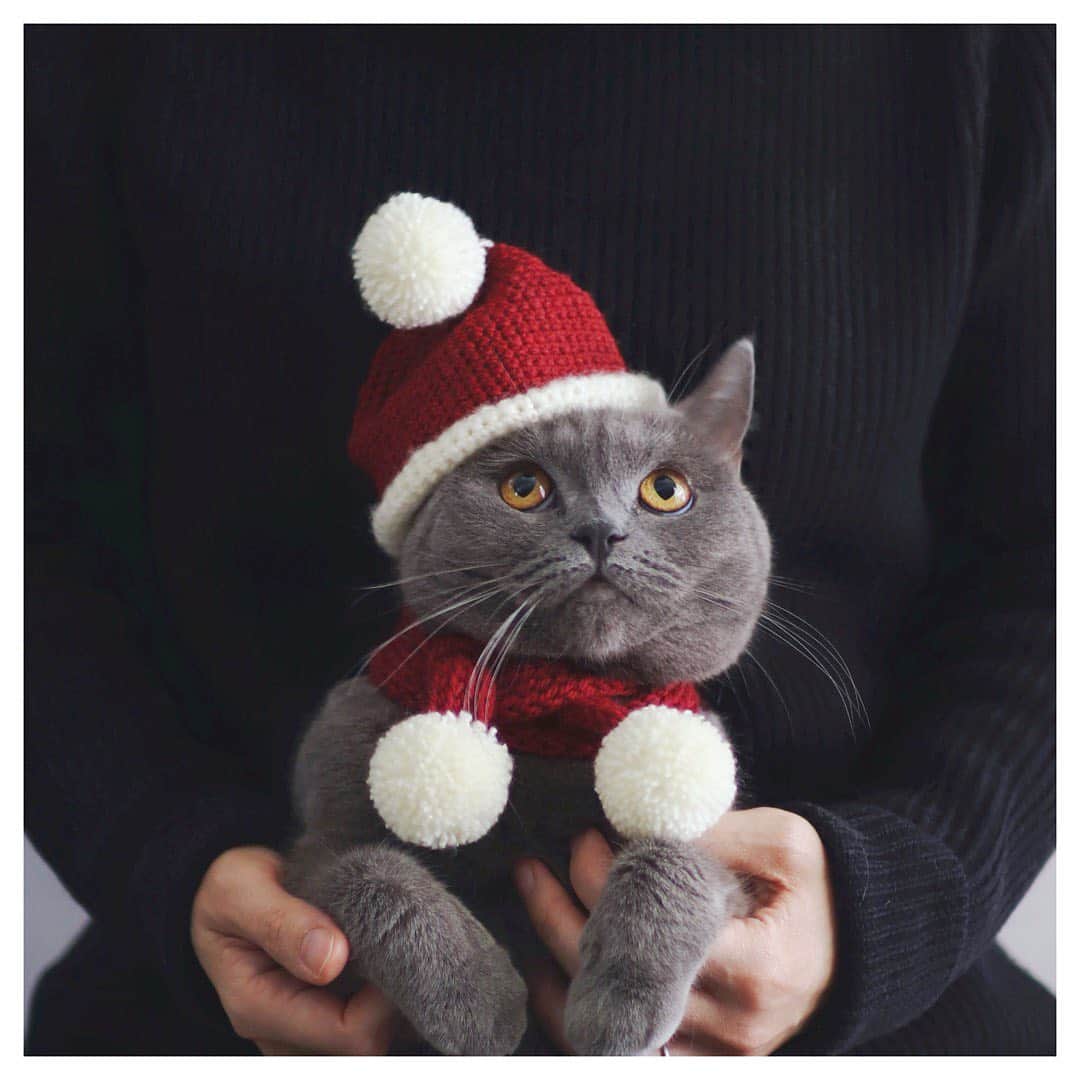 樋口愉美子さんのインスタグラム写真 - (樋口愉美子Instagram)「. Gifts for cats🎁 小さな彼女にクリスマスプレゼント。 久しぶりのリリアン編みとかぎ針編みで作りました。 この冬は暖かくして過ごしましょう。 . . #おやつでご機嫌取りました #ニャンタクロース #Christmasgift #MerryChristmas #hat #knitters #muffler #cataccessories #santa #Santaclaus #cat #catsinstagram #catlover #ネコ #猫 #ニット帽 #マフラー #樋口ボナ #刺繍と猫 #猫と刺繍 #編み物 #クリスマスプレゼント #リリアン #かぎ針編み」12月19日 19時18分 - yumikohiguchi