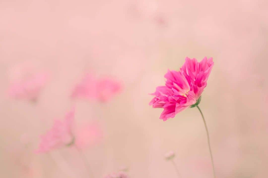 花の写真館のインスタグラム：「Photo by Tadashi Takeda.⠀ .⠀ Original Post[投稿いただいたURL]⠀ https://www.facebook.com/photo.php?fbid=1803711359767729⠀ .⠀ 本アカウントは、 #私の花の写真 をつけてInstagramに投稿された皆さまの花の写真や、「花の写真館」Facebookページで投稿された花の写真を紹介します。⠀ 「花の写真館」Facebookページは、「 @floral.photograph 」のプロフィールにあるURLからご覧ください。⠀ .⠀ ※各自、政府、自治体など公的機関の指示に従った行動をお願いします。⠀⠀ 東京カメラ部および分室では、写真を「見る楽しみ」を提供することを通して、微力ながら皆様にわずかな時間でも癒しをお届けしたいと思っております。⠀ ※本アカウントは東京カメラ部がFacebook、Instagramのサービスを利用して運営しているもので、Facebook社・Instagramとは一切関係ありません。⠀ .⠀ #花の写真館 #floralphotograph #floralphoto #flower #flowers⠀ Follow: @floral.photograph」