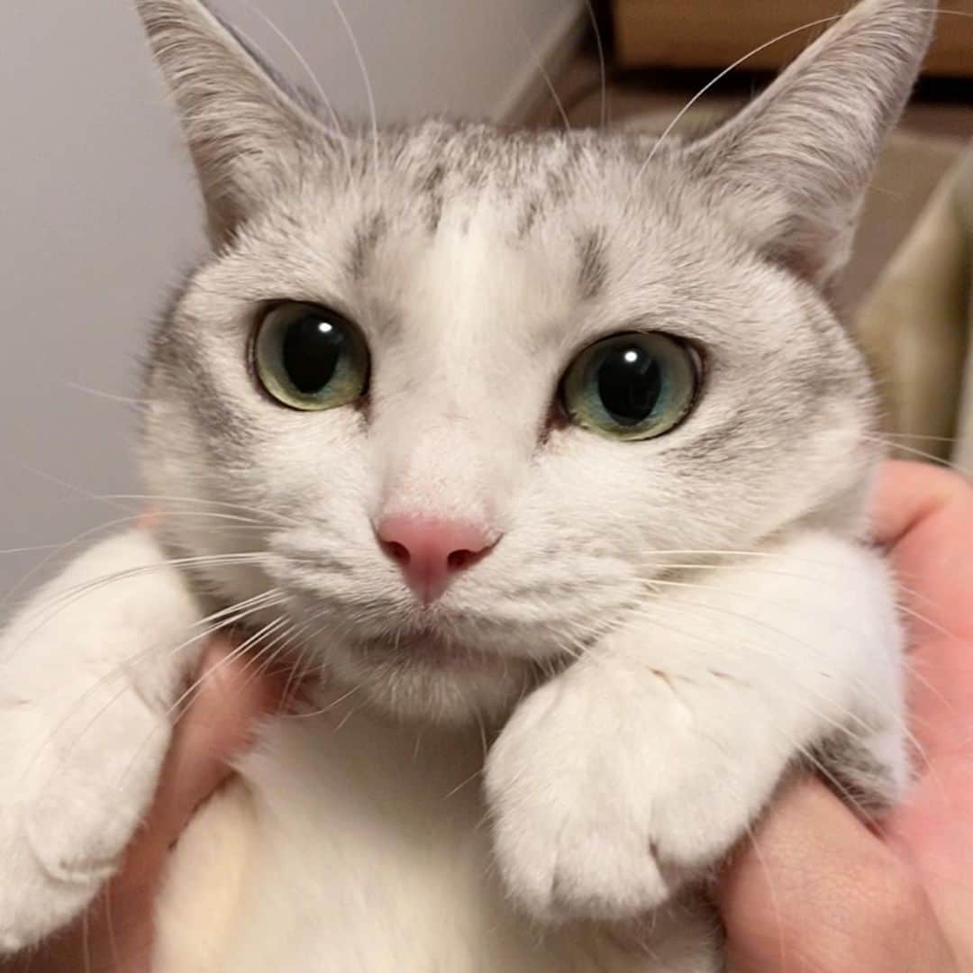 つるちゃんのインスタグラム：「ハナクチョ取ってもらってきれいになりました😂👍 猫ってすぐハナクチョつきません？🤣 .  #猫 #ねこ #にゃんこ #美猫 #ねこ部 #ふわもこ部 #ねこすたぐらむ #ペコねこ部 #猫好きさんと繋がりたい #にゃんすたぐらむ #cat #neko #instacat #catstagram #instagramcats  #catsconnect #meowbox #picneko #bestmeow #catsofinstagram #meowed #rakutenpet」