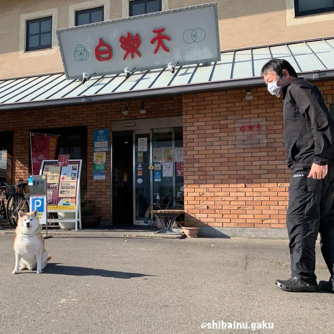 Kazumi-Gakumamaさんのインスタグラム写真 - (Kazumi-GakumamaInstagram)「3日目は、道後温泉から今治、そして尾道までの旅🚗💨 *  私が子供の頃、夏目漱石の「坊ちゃん」で知った道後温泉は、3000年の歴史を誇り、日本書紀にも登場する古からの名湯で、道後温泉のシンボルである共同浴場「道後温泉本館」は、国の重要文化財に指定されています♨️🇯🇵✨ *  泉質はアルカリ性単純泉でお肌に優しく、加温・加水をしていない源泉かけ流しの温泉は、地元のおばあちゃん達がﾒﾁｬｸﾁｬ自慢していたのも納得➰🤔 *  本館は現在、改装中で工事が完了するのは2024年の予定だそうです‼︎ *  その後、道後温泉から今治へ🏯 *  海水を引き込んだ全国でも珍しい今治城のお堀にはサメも出没したとか🦈 ｽｺﾞｲﾈ~😳 *  ランチはあつし犬が、「いきなり！黄金伝説。」に出演した際に紹介した中華屋さん「白楽天」のB級グルメ “ 焼豚玉子飯 ” を🐖🍳 *  山盛りご飯に柔らかく煮込んだチャーシューがこれでもかと言う程敷き詰めた上には、スパイスの効いた2つの目玉焼きが乗っていてそりゃぁもうﾒﾁｬ(ﾟ∀ﾟ)ｳﾏｳﾏ~ *  元々まかないだった焼豚玉子飯、私の中ではA級中のA級でした💯 *  それから大親友の正恵ちゃんが待つ、大〜好きな尾道にひたすらクルマを走らせました〰️🚗💨 * * *  朗報〰️📰✨ *  先程、17日に手術を受けた四国の友人から連絡があり、ﾅﾝﾄ来週早々には退院出来るそうです👏👏👏 *  経過良好でﾒﾁｬｸﾁｬ元気との事👍 *  すごいです‼︎ *  四国まで会いに行った甲斐がありました😆 *  ご心配頂いた皆さま、ありがとうございました🙇‍♂️ 🐾----*----*----*----🐾 A friend from Shikoku who had surgery on the 17th contacted me earlier, and he said he could be discharged early next week 👏👏👏  It was good‼︎👍 🐾----*----*----*----🐾 #柴犬 #岳 #柴犬岳 #柴犬ガク#gaku #shibainugaku #shiba #shibainu #shibastagram #いぬすたぐらむ #dogsofinstagram #catoftheday  #ワンフルエンサー  #Hermoso #weeklyfluff #🐕📷 #dailyfluff #道後温泉 #松山市 #道後温泉駅 #道後温泉本館 #坊ちゃん列車 #今治城 #今治市 #白楽天 #焼豚玉子飯 #四国中国近畿の旅 #20201219」12月19日 19時51分 - shibainu.gaku