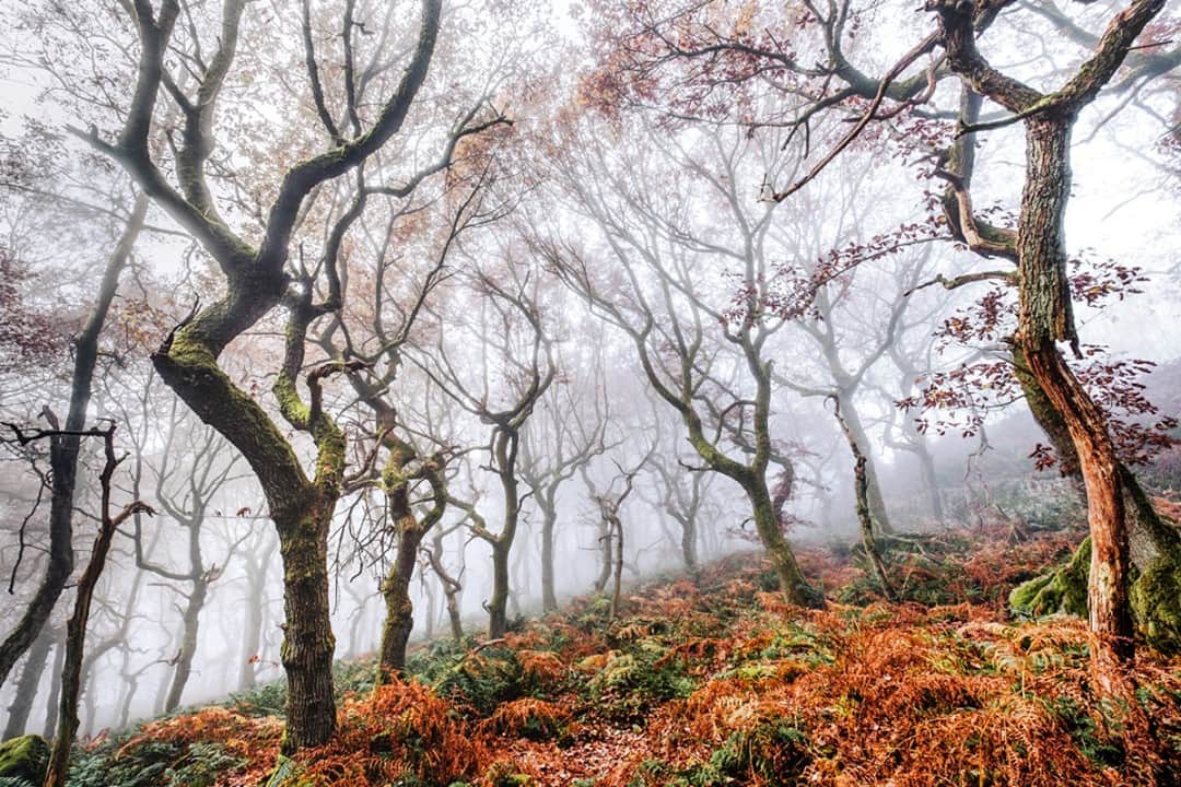 Fujifilm UKさんのインスタグラム写真 - (Fujifilm UKInstagram)「As we begin to approach the winter, @dan_scape shares his thoughts with us on the new FUJIFILM XF10-24mmF4 R OIS WR lens whilst embracing the last few days of the season...  "Autumn is the perfect time of year to photograph areas close to home, and especially here in the Peak District National Park. Over the years, I have visited my favourite woodlands in anticipation, every time with new eyes and ideas.  I loved the versatility of the lens, it allowed me to take several very different approaches to my surroundings as I walked through the misty woodlands. While the obvious instinct with having such a wide field of view is to fit more into a frame, I tried also to get closer to the trees and leaves and find their details."  X-E3 XF10-24mmF4 R OIS WR F8, ISO 200, 1/50 sec  #Fujifilm #XF1024mmF4 #XFLenses #XSeries」12月19日 20時00分 - fujifilmuk