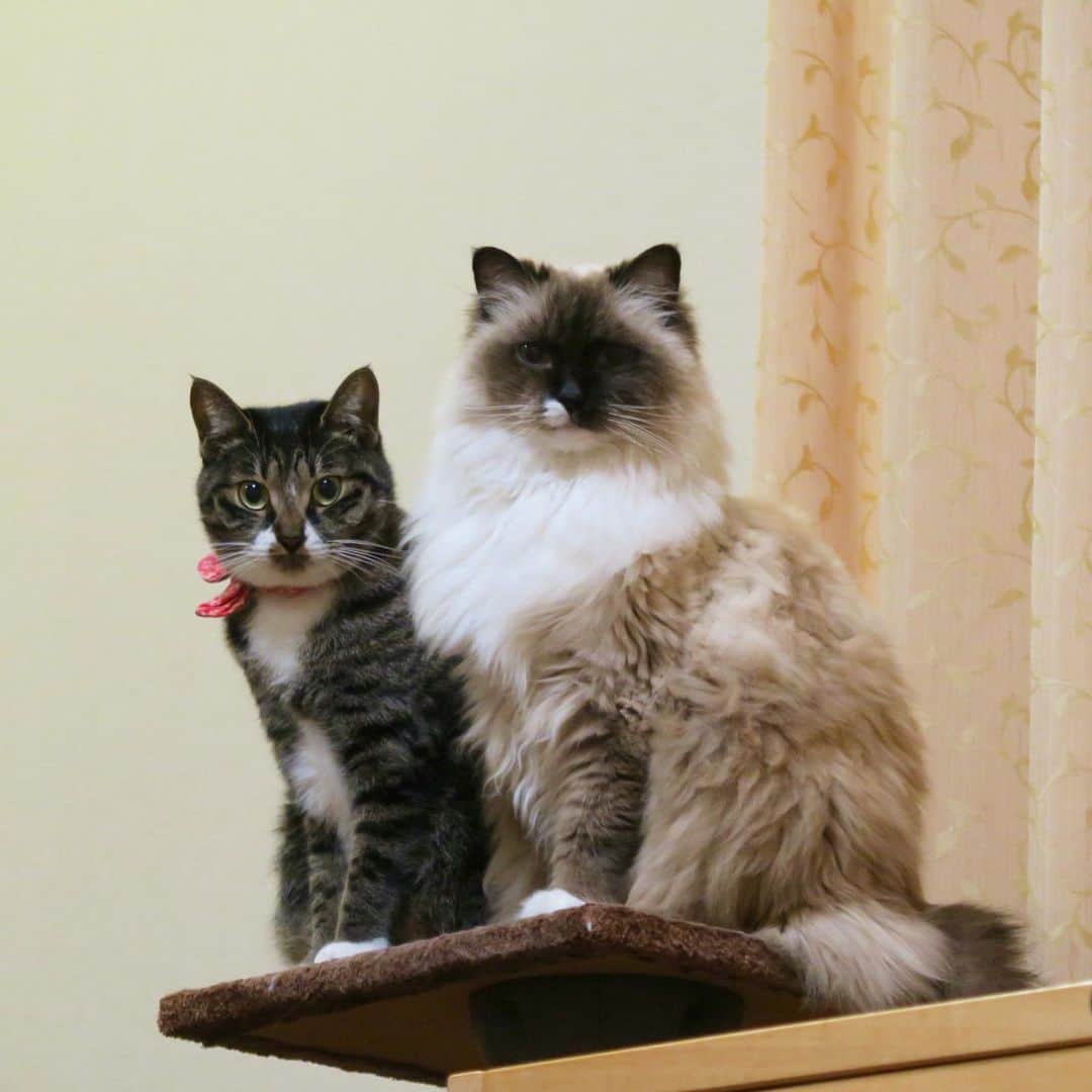 takegaeruのインスタグラム：「作品名:「干しカマを待つ猫達」  キリリ✨ #cat #猫 #ragdoll #ラグドール #ホワイトポッチーズ #よもねこ #よもぎねこ #キジトラ #きじとら」