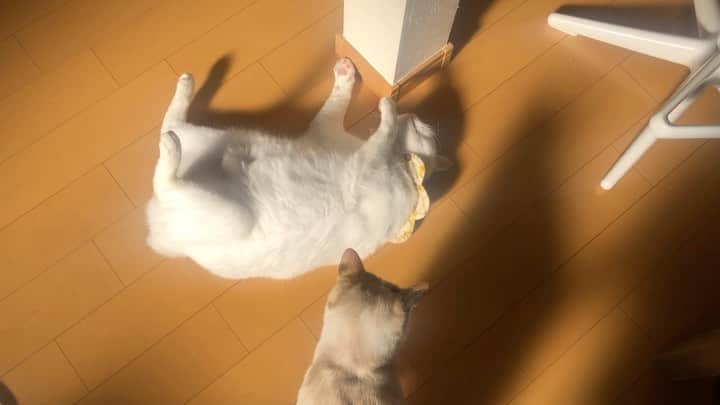 maimocotoのインスタグラム：「『ちー、コトちゃんが動かなくなっちゃったから心配だったの！』 ＊ ＊ 『この日差し、春が近いと思うの、あたち🌷』 ＊ ＊ #コトとチコ #暑いとお腹を出しがち #真冬なのに⛄️ #FreezeCoto #フリーズコト ＊ ＊ 今日は　#岐阜多頭崩壊レスキュー  のししくんを岐阜から預かりさんのいる群馬へお届けするのに同行してきたよ🚗本当に　@tomochunba ちゃんは頑張ってくれています😭現場から今月中に全員預かりさんのお宅へ行けることになりましたが、引き続き里親さん募集は15猫います。病気の子もいるので、病院代にと　#ザビエル首輪 の売上の一部から寄付させていただいています。 そのウェブショップを明日20日の20時からオープン予定です🙇‍♀️お正月にぴったりな和柄に招き猫のチャームのものなど、たくさん種類をご用意いたしました♪いつものbaseです。ストーリーズにURLつけておきますね。また、よろしくお願いします🙇‍♀️いつもご協力ありがとうございます😊 ＊ ＊ #みんなM1観てる時間かな」