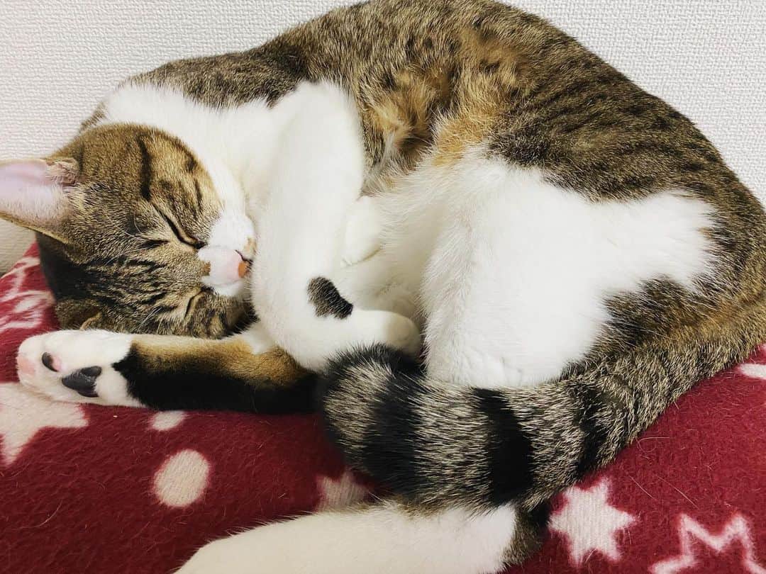 野本かりあのインスタグラム：「外は寒かろうが、家の中は暖房がついてて暖かいから、ついつい眠くなって寝ちゃう。 そんな猫を見ながら、ほっこりする冬の日です。 #lukarly #catsofinstagram #にゃんすたぐらむ」