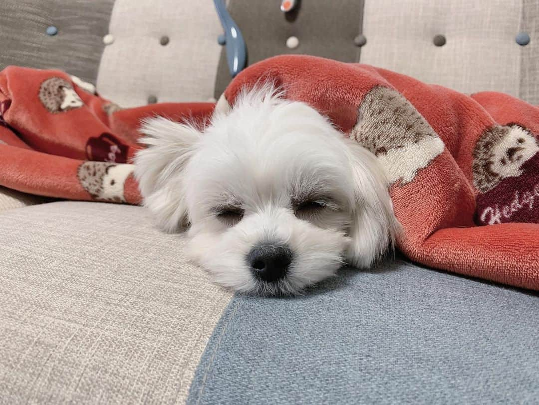 玉井らんさんのインスタグラム写真 - (玉井らんInstagram)「寝るのが仕事🐶🤍 . . . #マルパピ #パピマル #ミックス犬 #犬のいる暮らし #いぬすたぐらむ #ふわもこ部 #いぬのきもち #子犬 #パピー #멍스타그램 #멍멍이」12月19日 20時33分 - ran_tamai